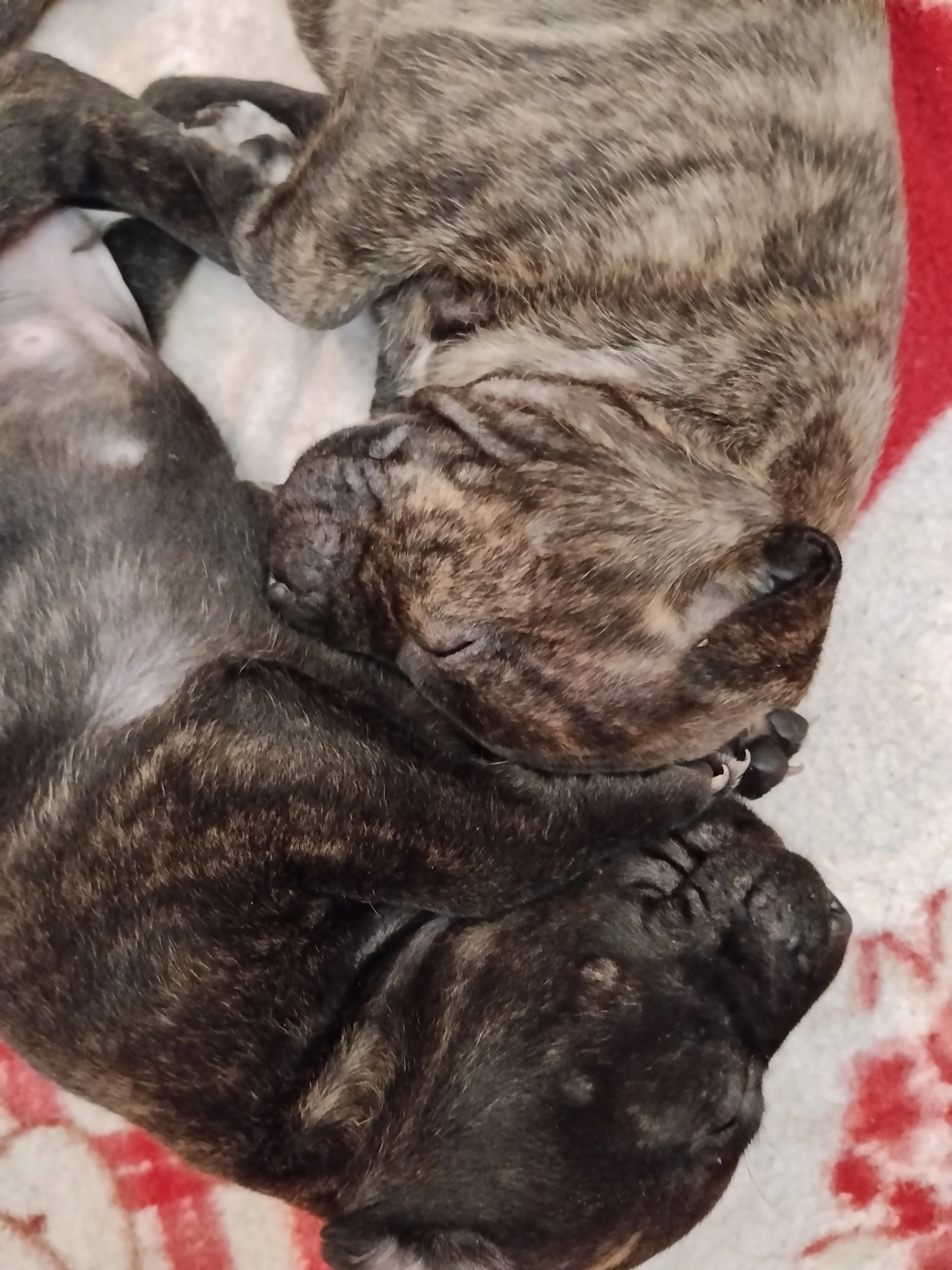 Americký pitbulteriér s PP