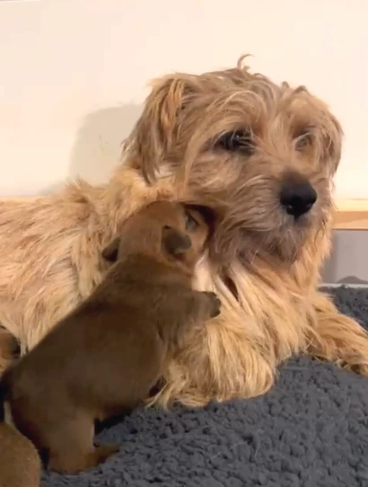 Štěňata málopočetného plemene Norfolk teriér s PP (FCI)