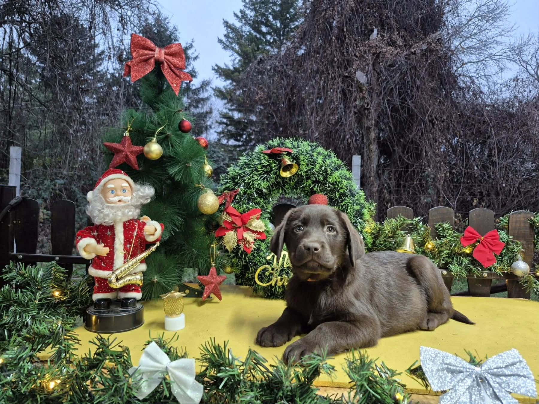 Čokoládová štěňata labradorského retrívra