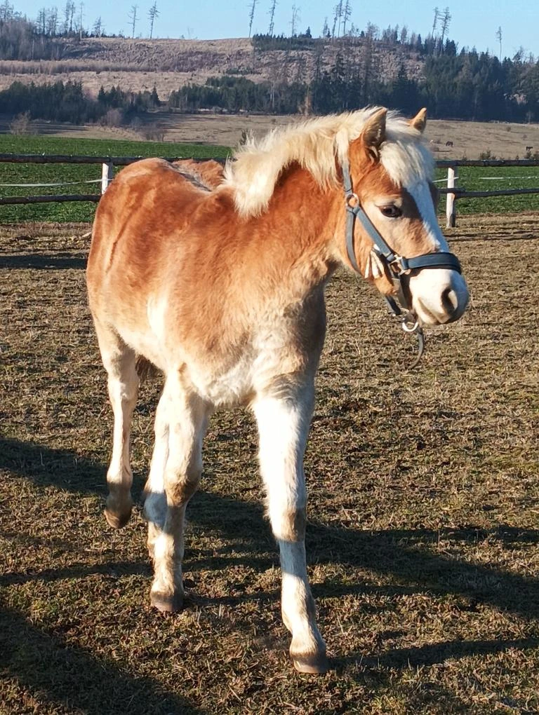 Prodám hřebečka Haflinga