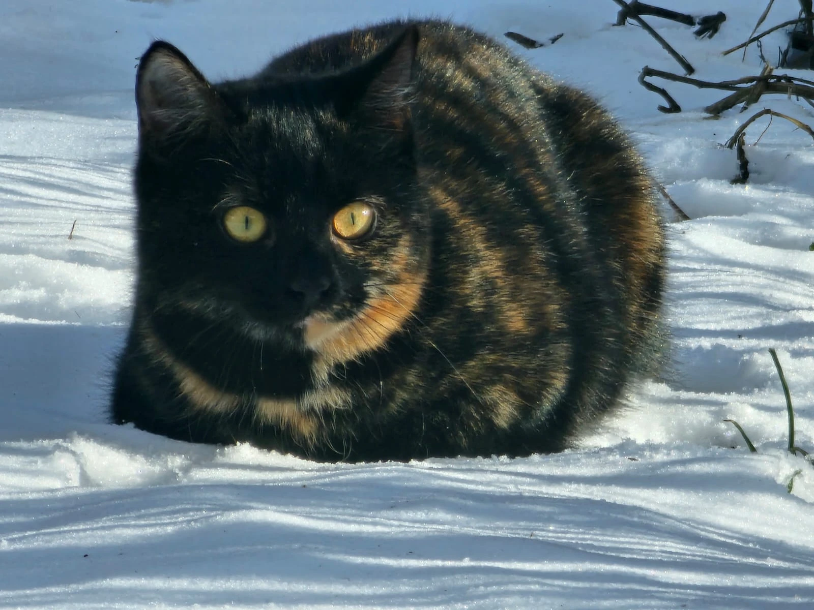 Darujeme venkovní koťátka