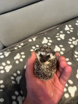 Mláďata ježka bělobřichého s PP (2 samice, 2 samci)