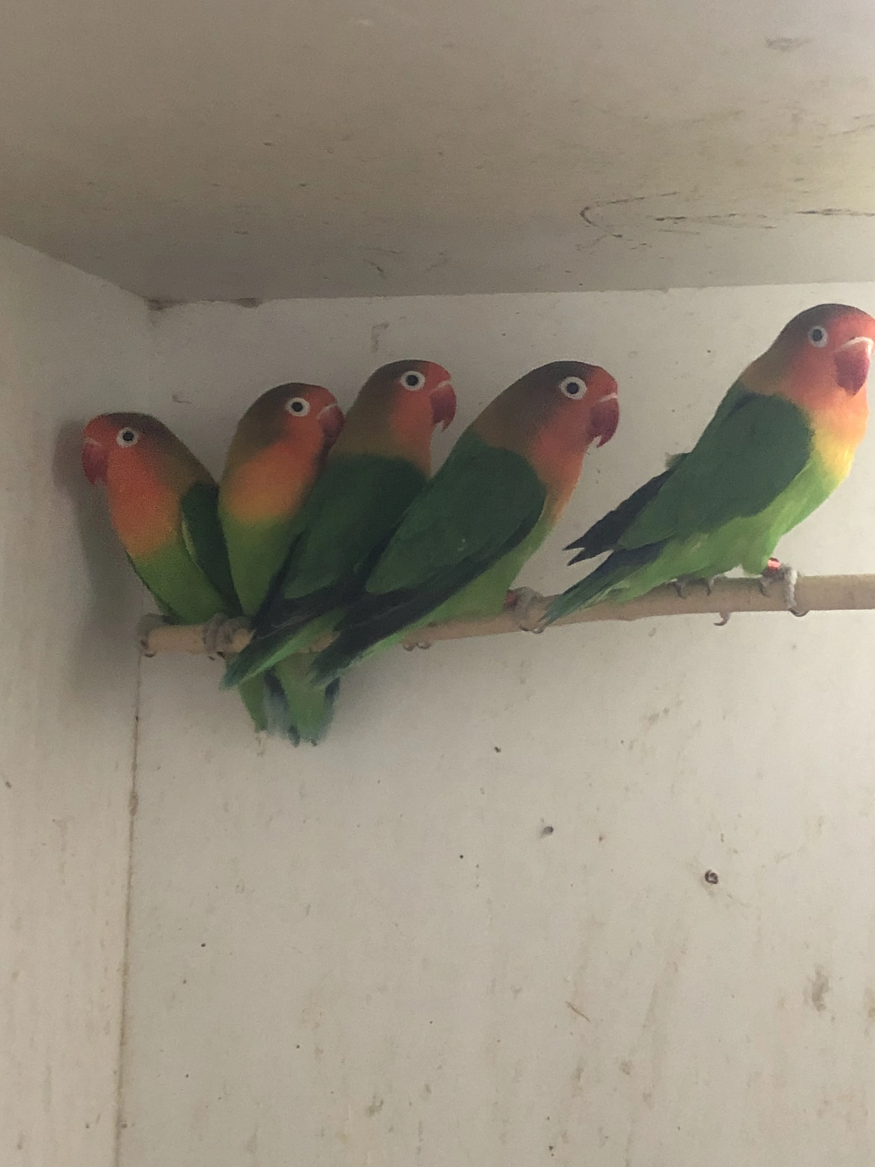 Prodám Agapornis Fischeri