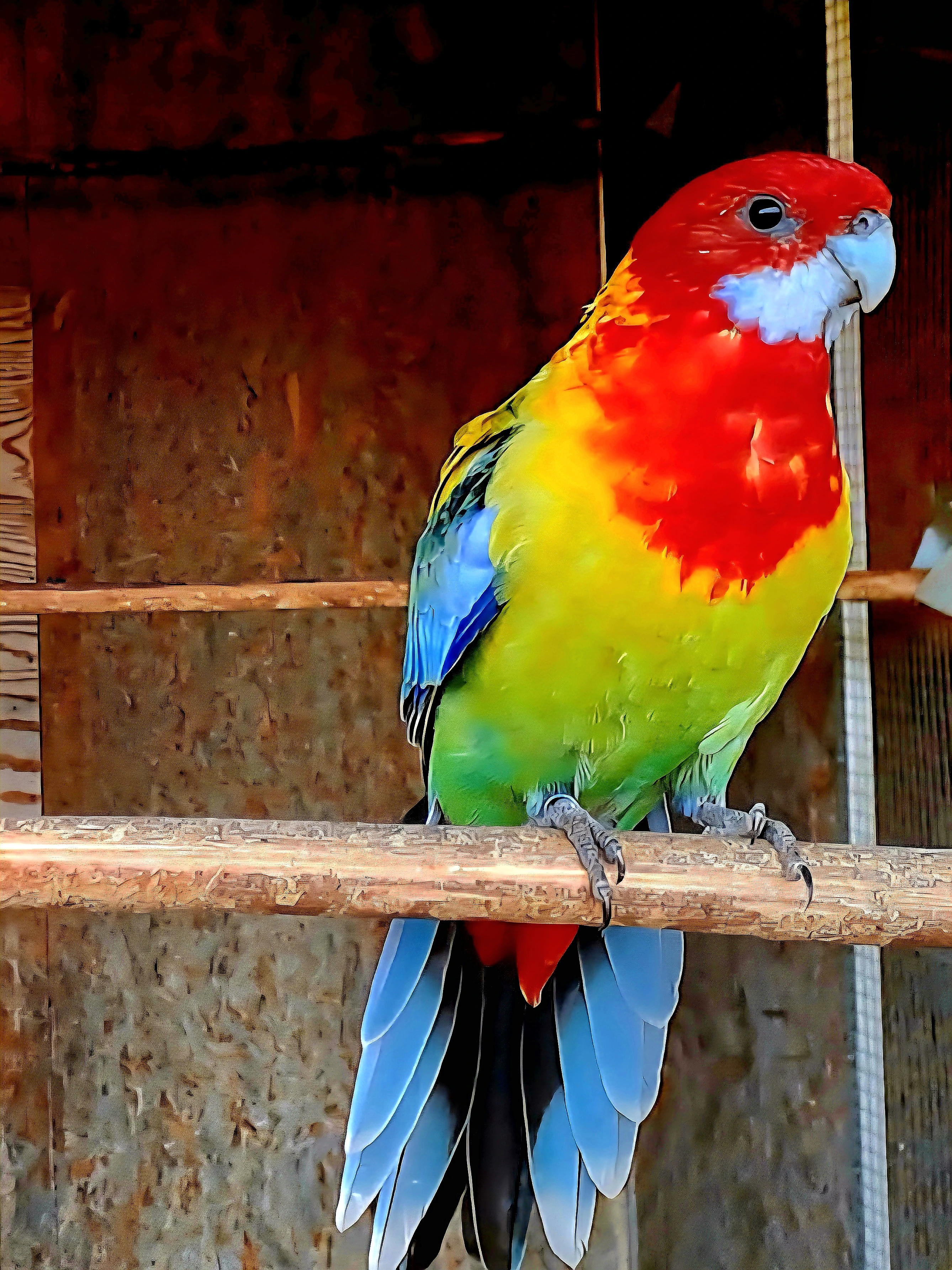 Rozela pestrá goldmantel štěpák 2025