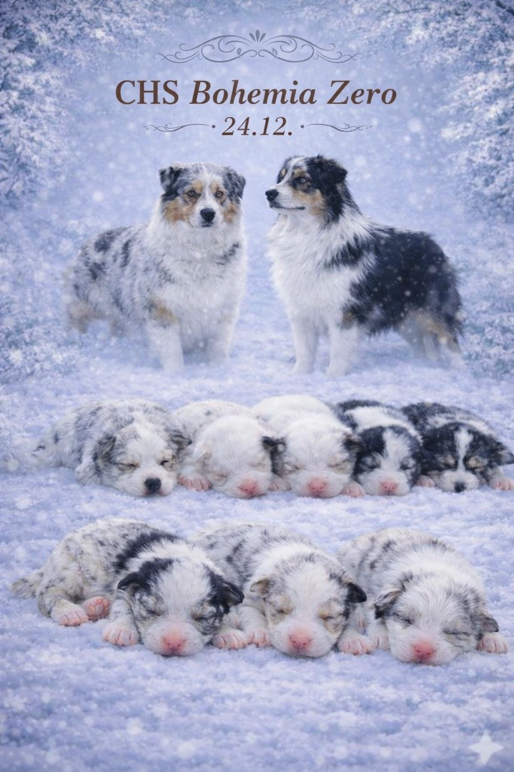 Štěňata s PP