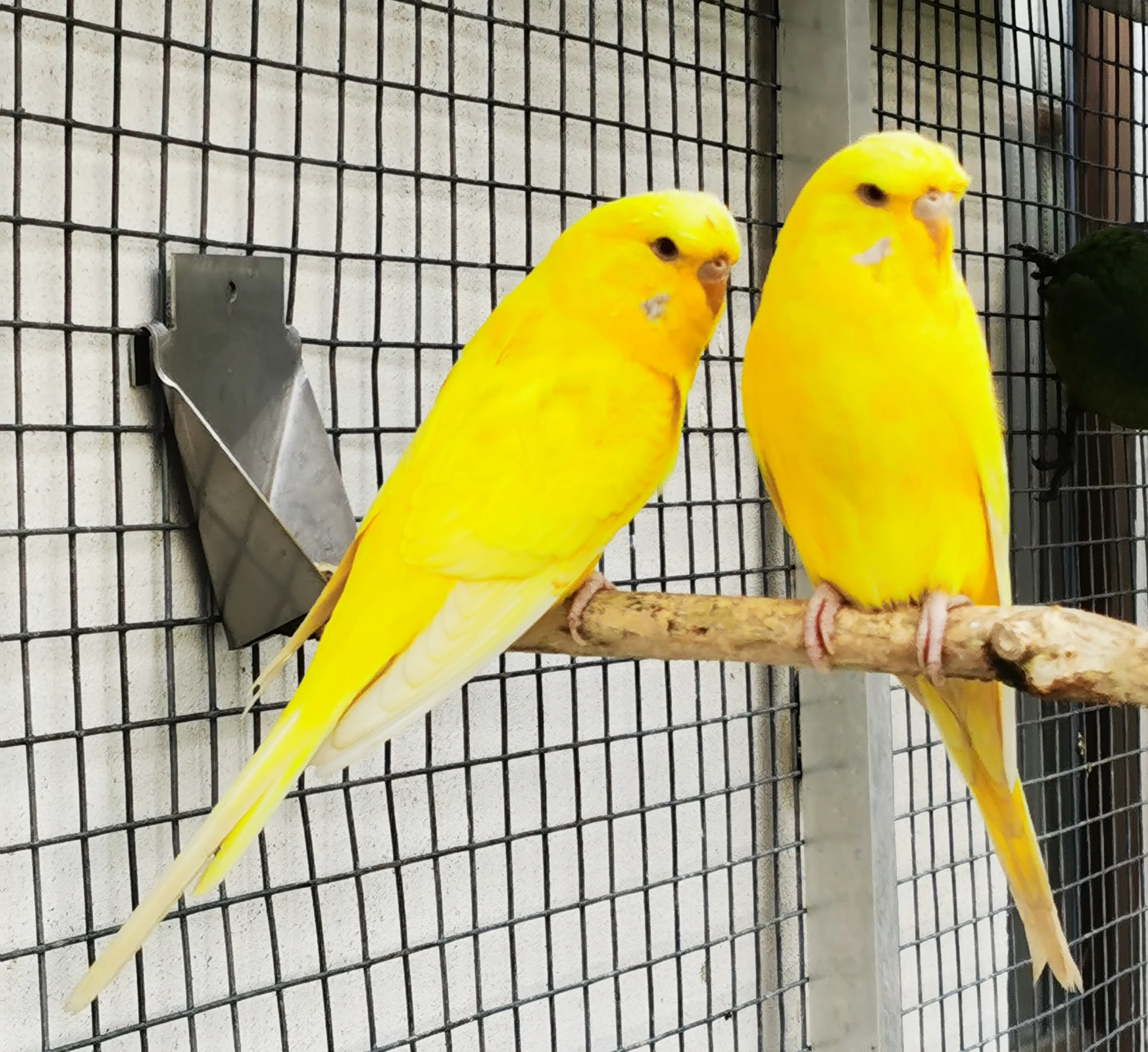 Andulka vlnkovaná TCB krajková