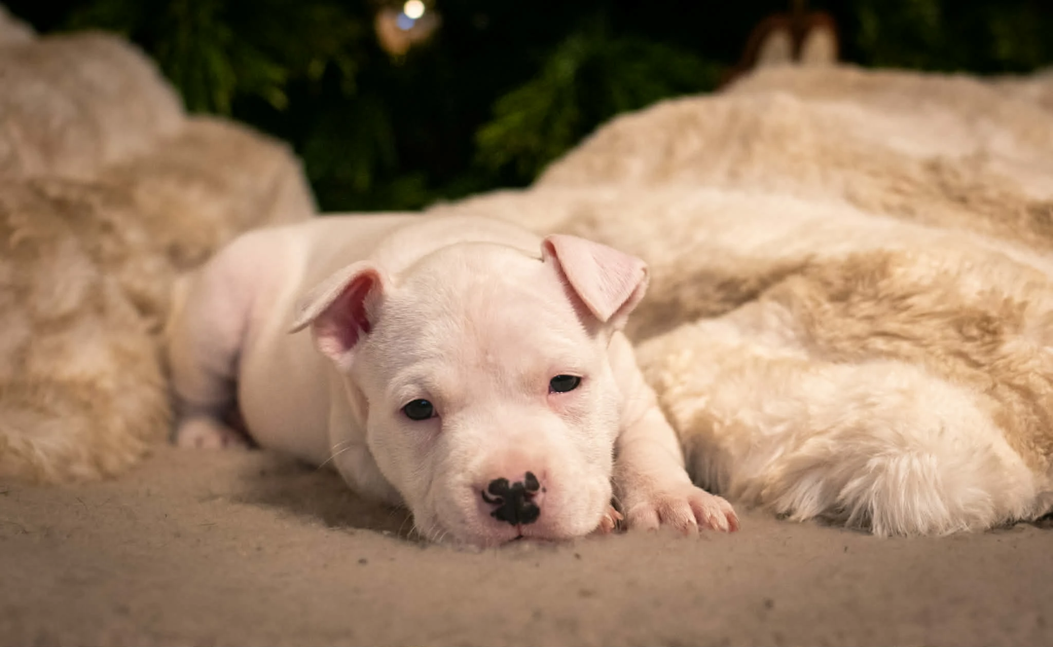 Americký stafordšírský teriér s PP