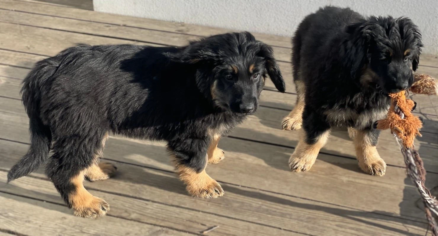 Nabídka štěňátek Hovawarta s PP