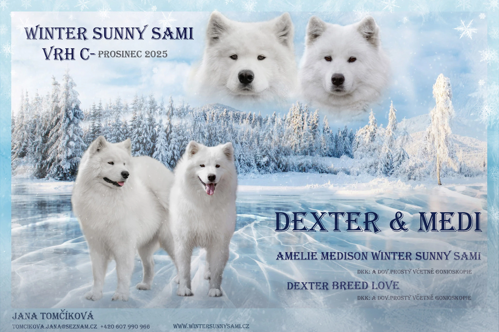 Štěňata plemene Samojed s PP