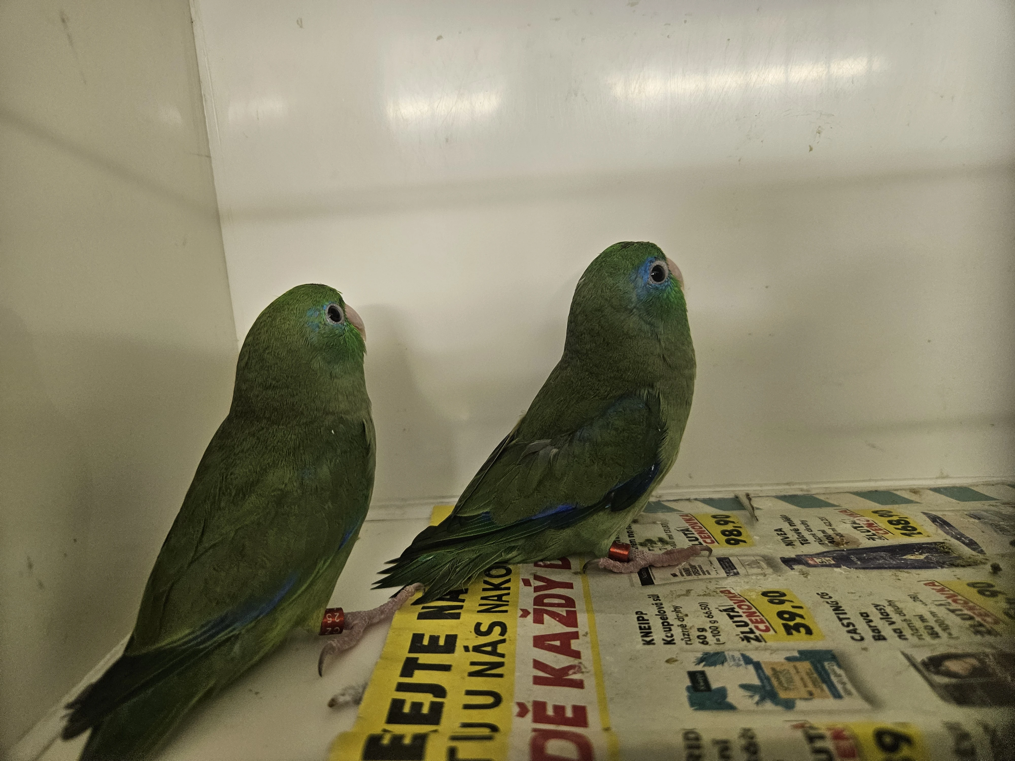 Papoušíček brýlatý