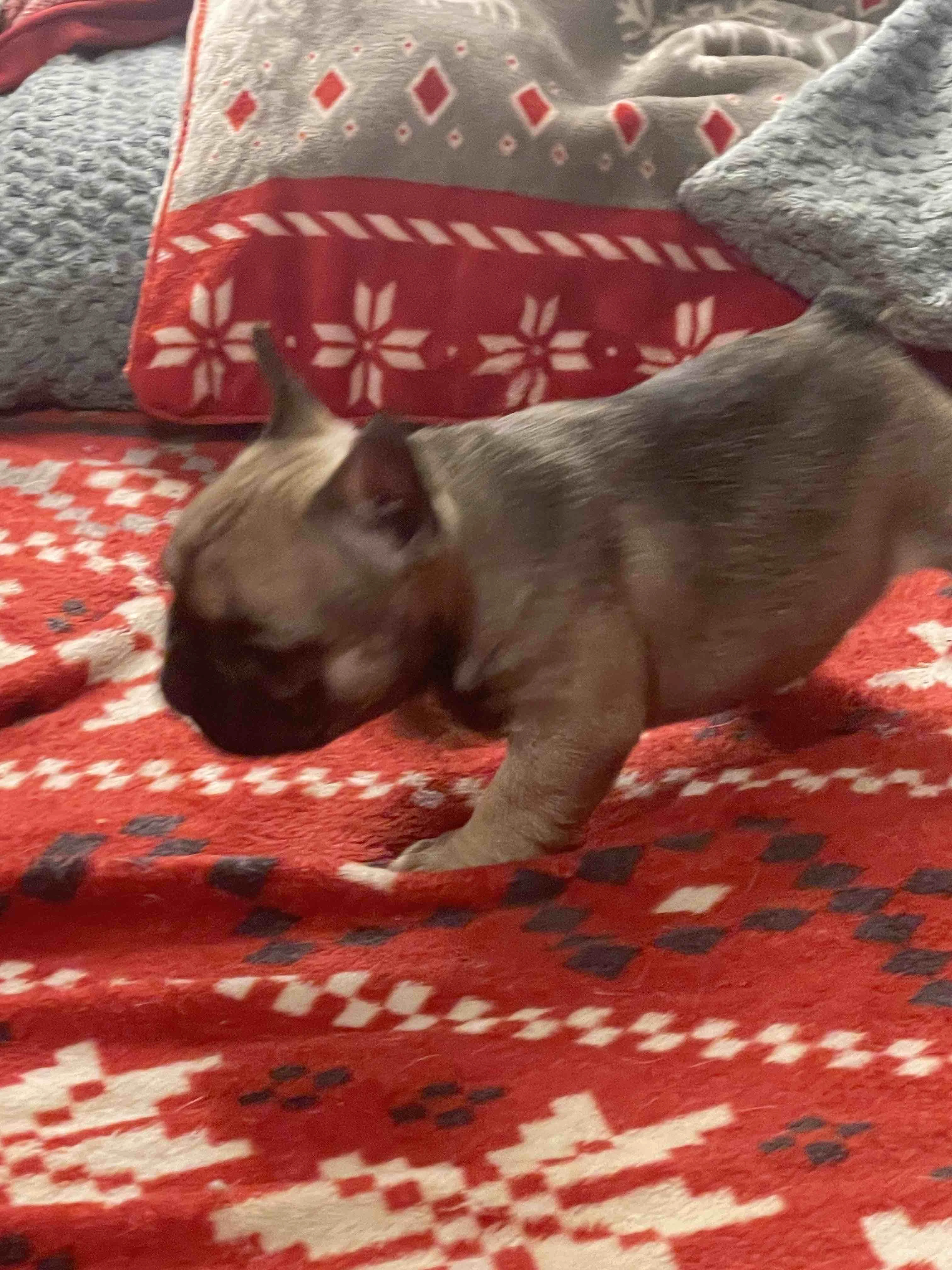 Štěně fenky francouzského buldočka S PP