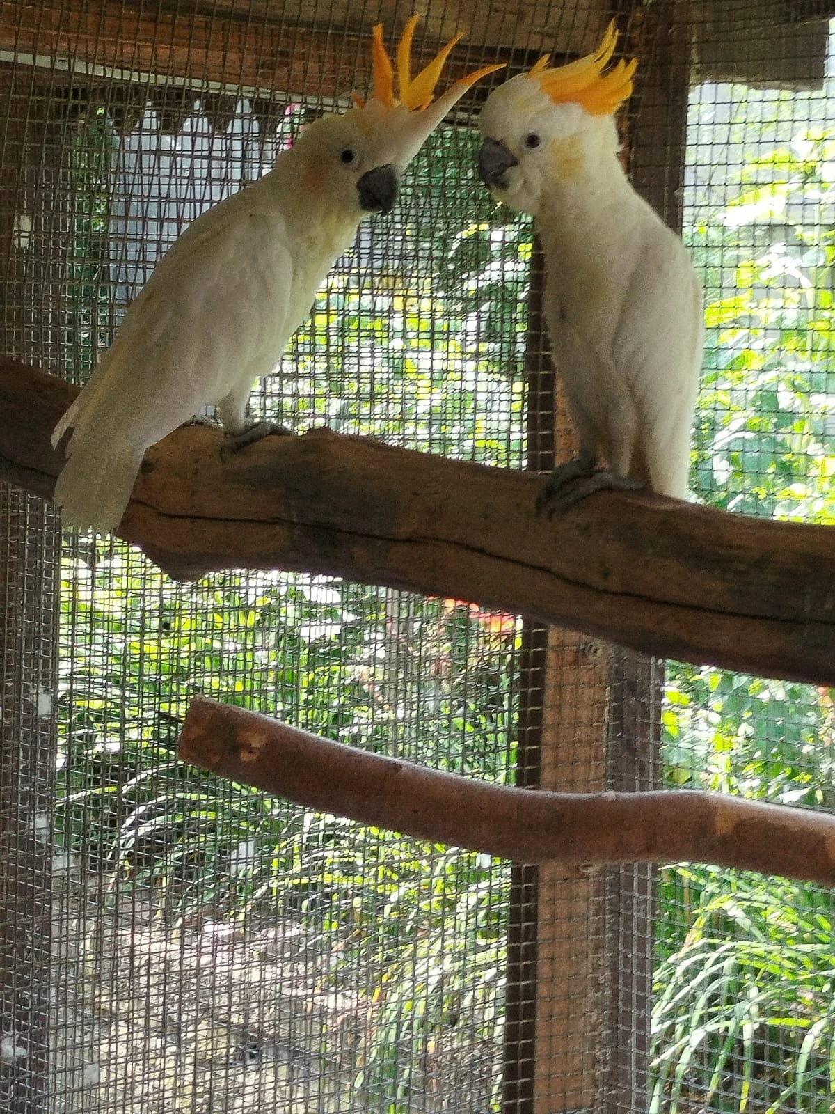 Kakadu žlutolící sumbský - zaručeně chovný pár,