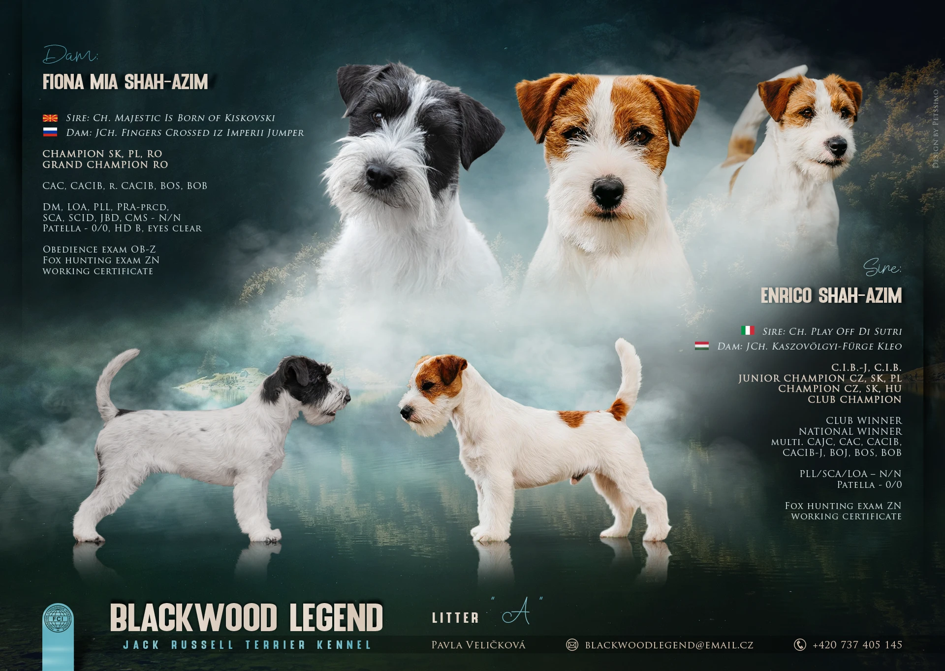 Jack Russell terier s PP