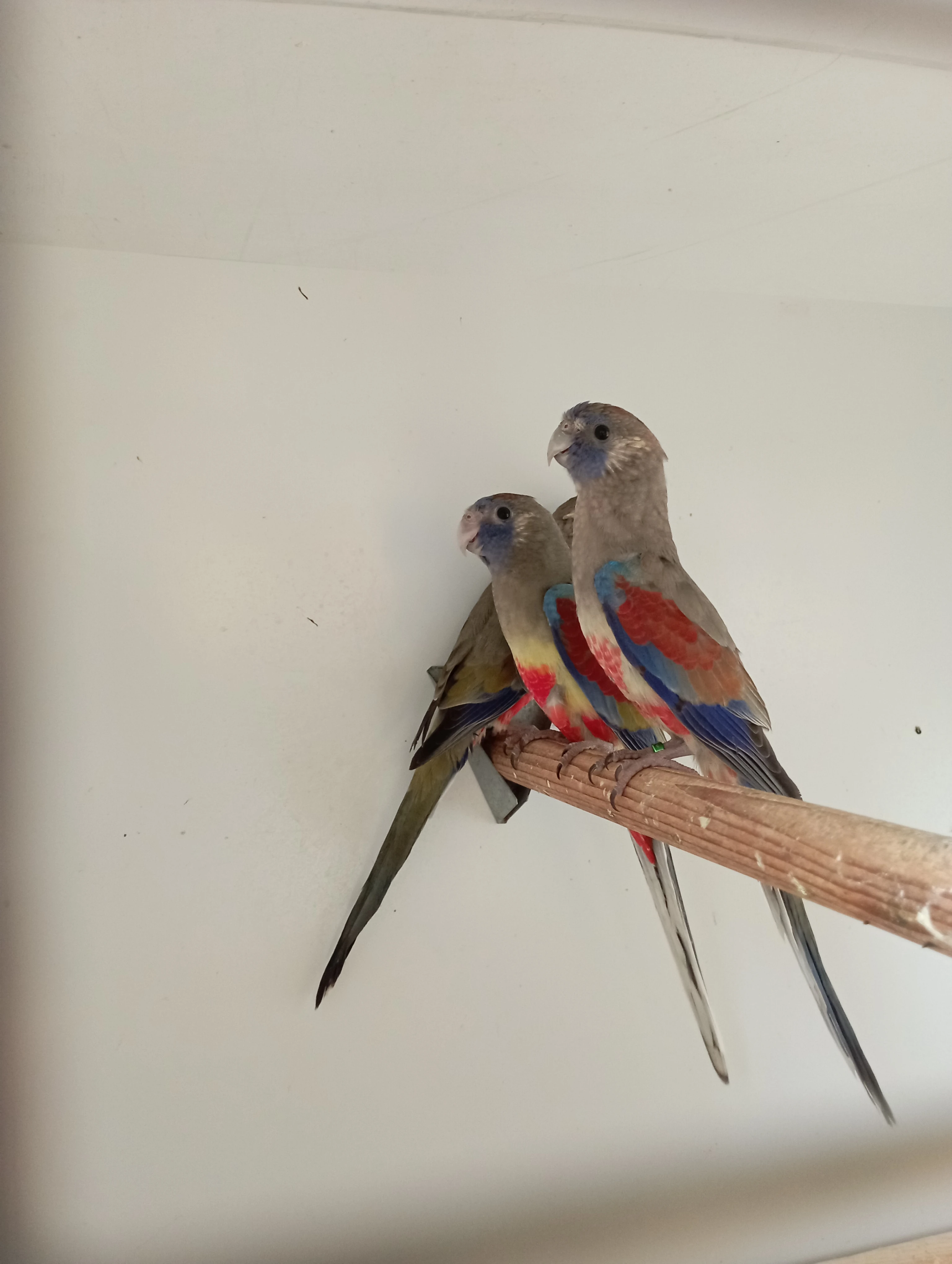 Papoušek rudobřičhý