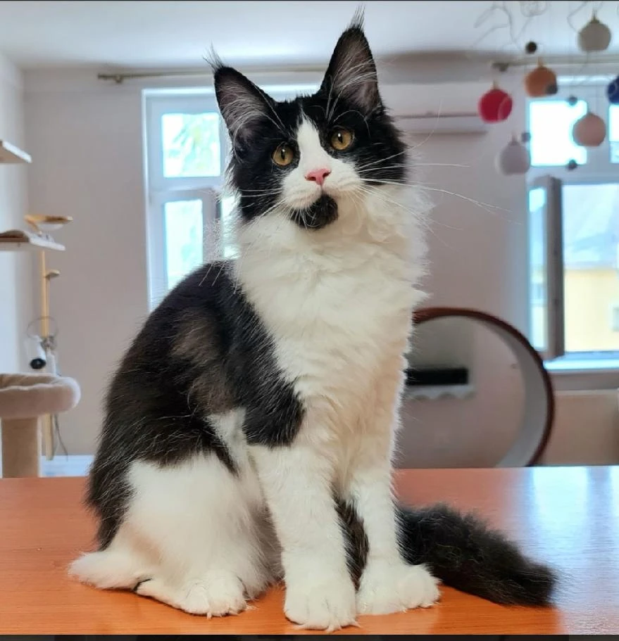 Jolinka -Mainská mývalí kočka s PP