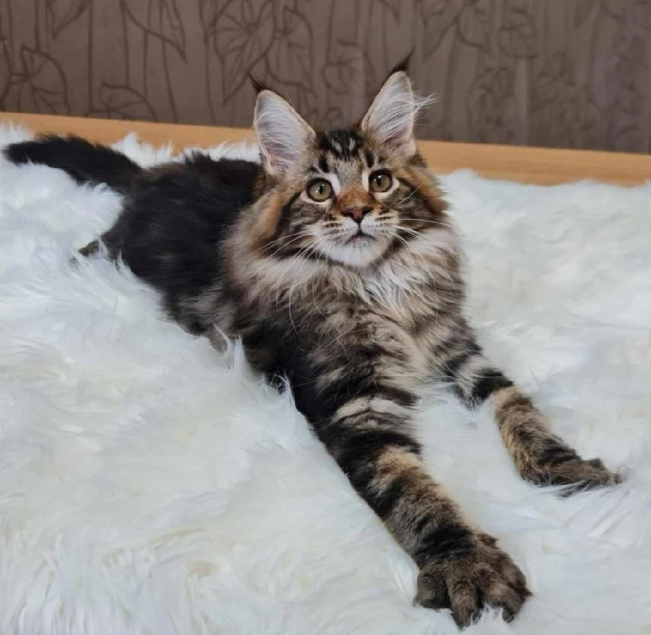 Milly - Mainská mývalí kočka s PP