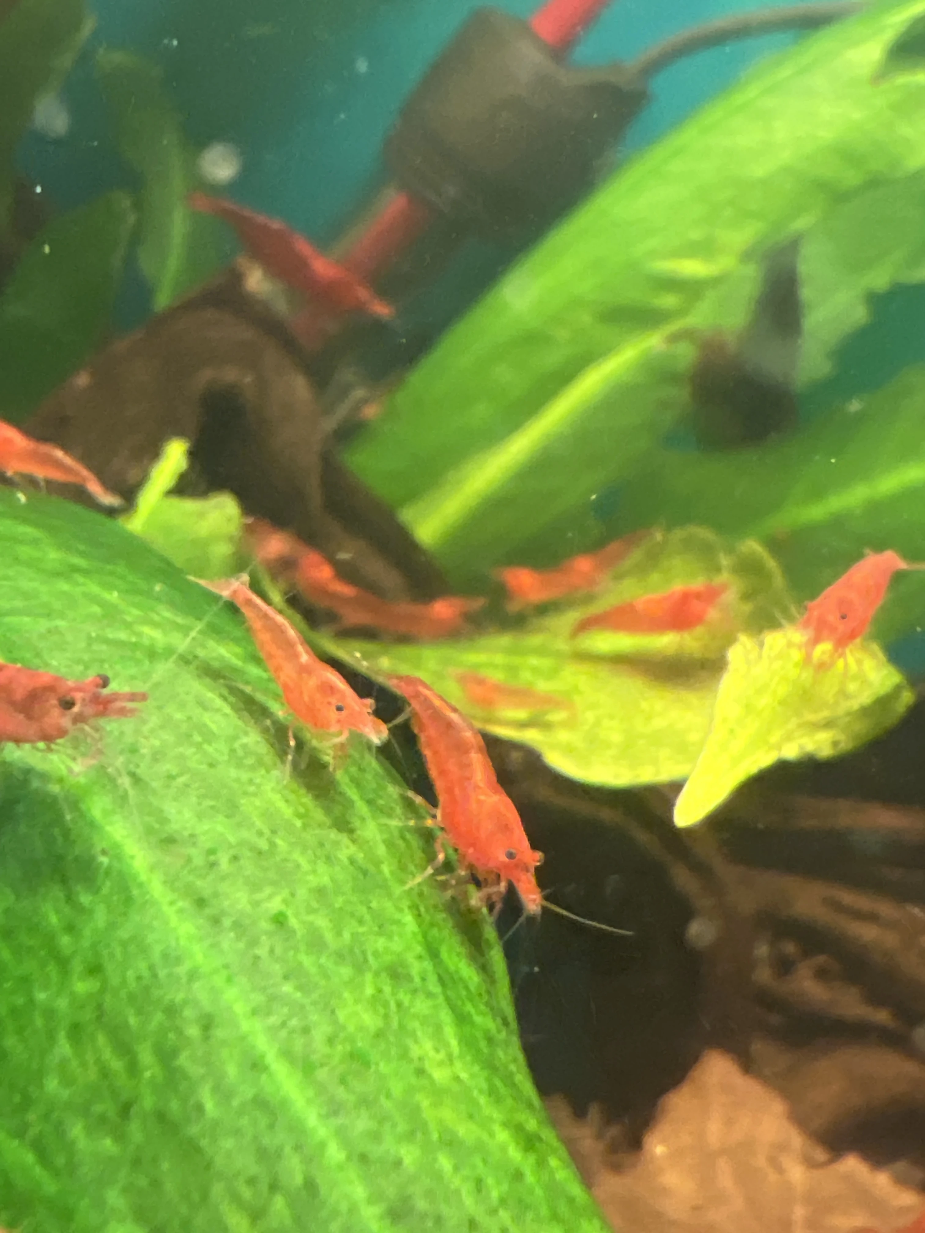 Krevetky bloody mary