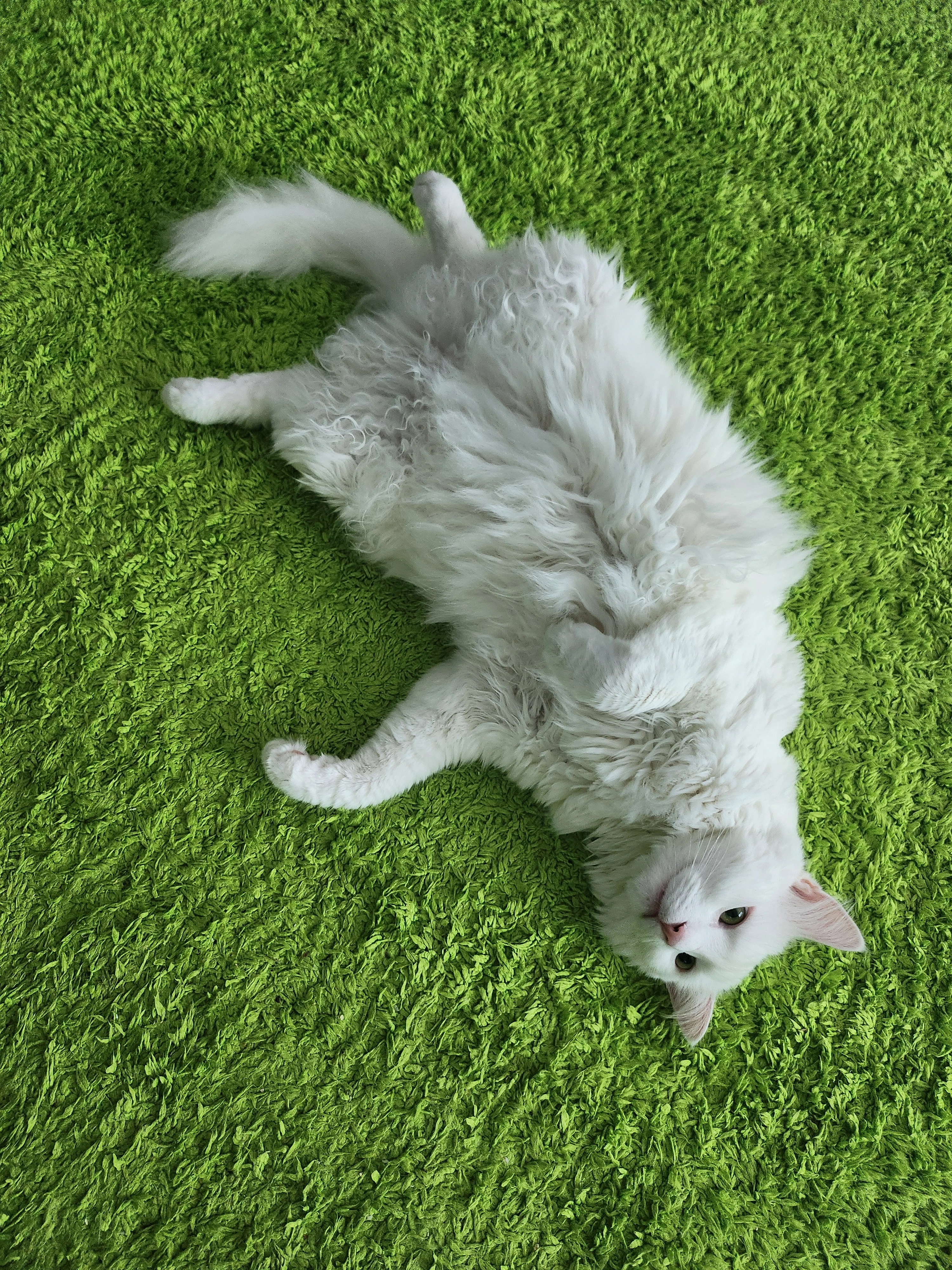 Mainská mývalí kocourek