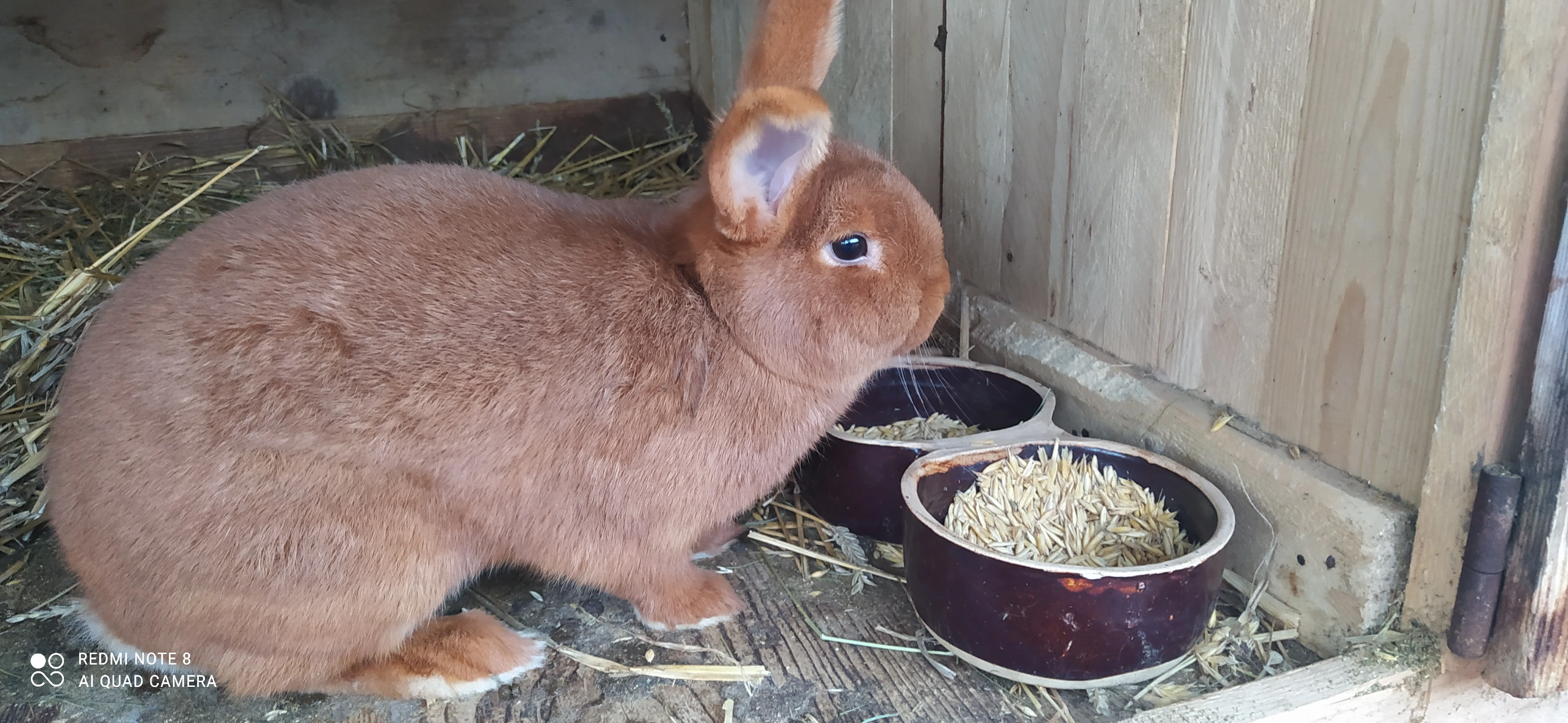 Novozelandský červený