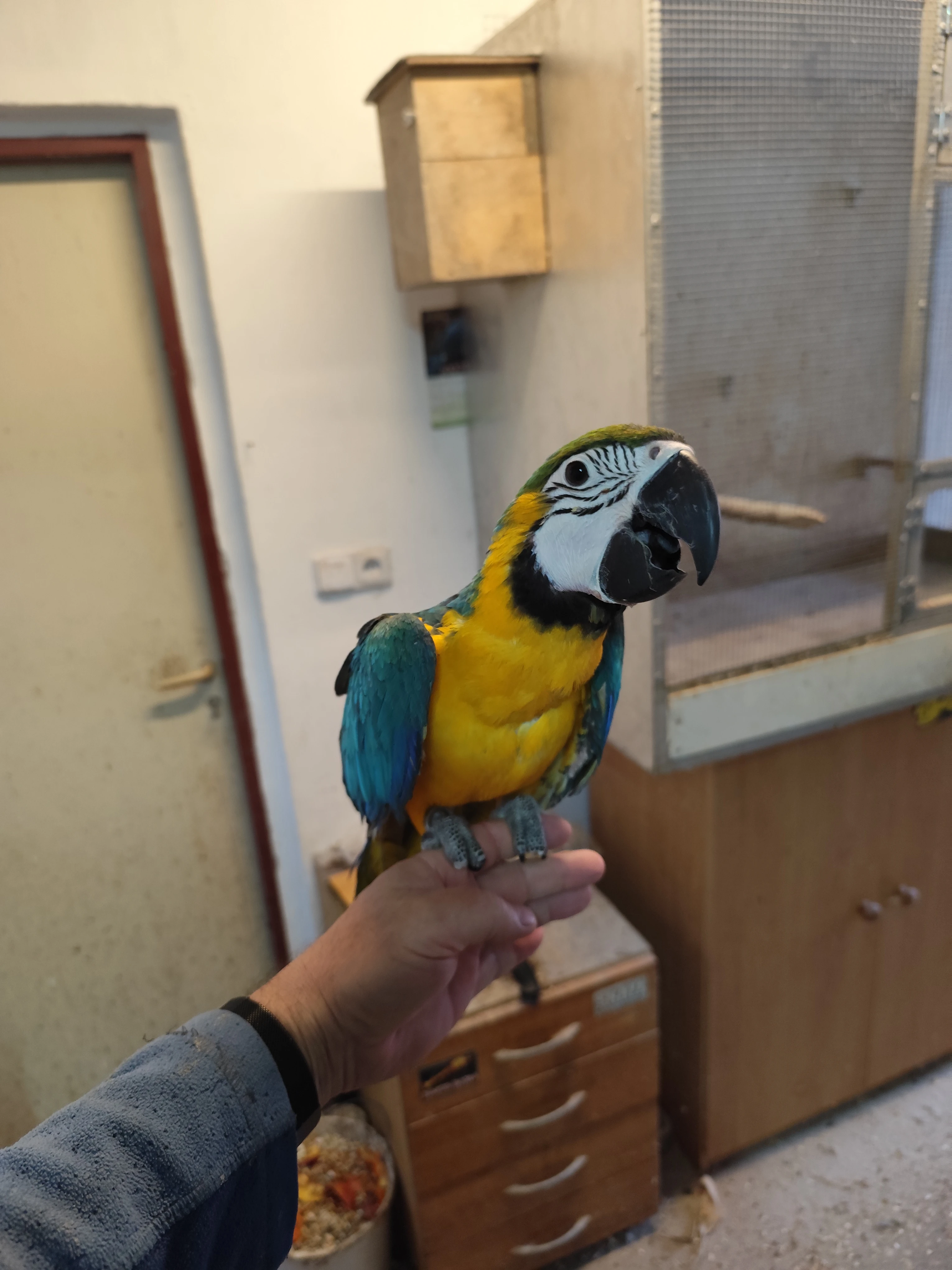 Prodám hendikepovaní samičku ara ararauna