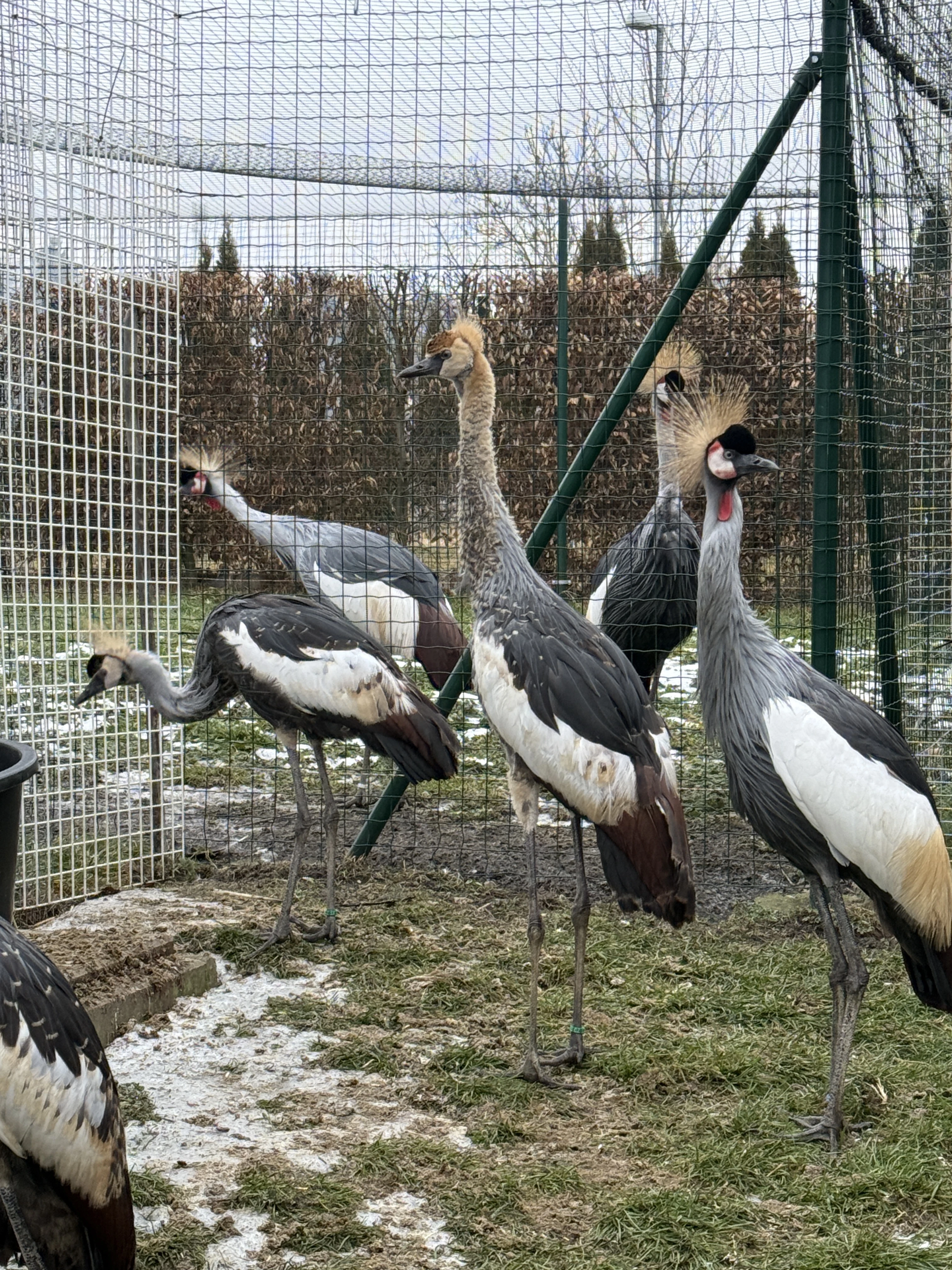 Jeřáby královské