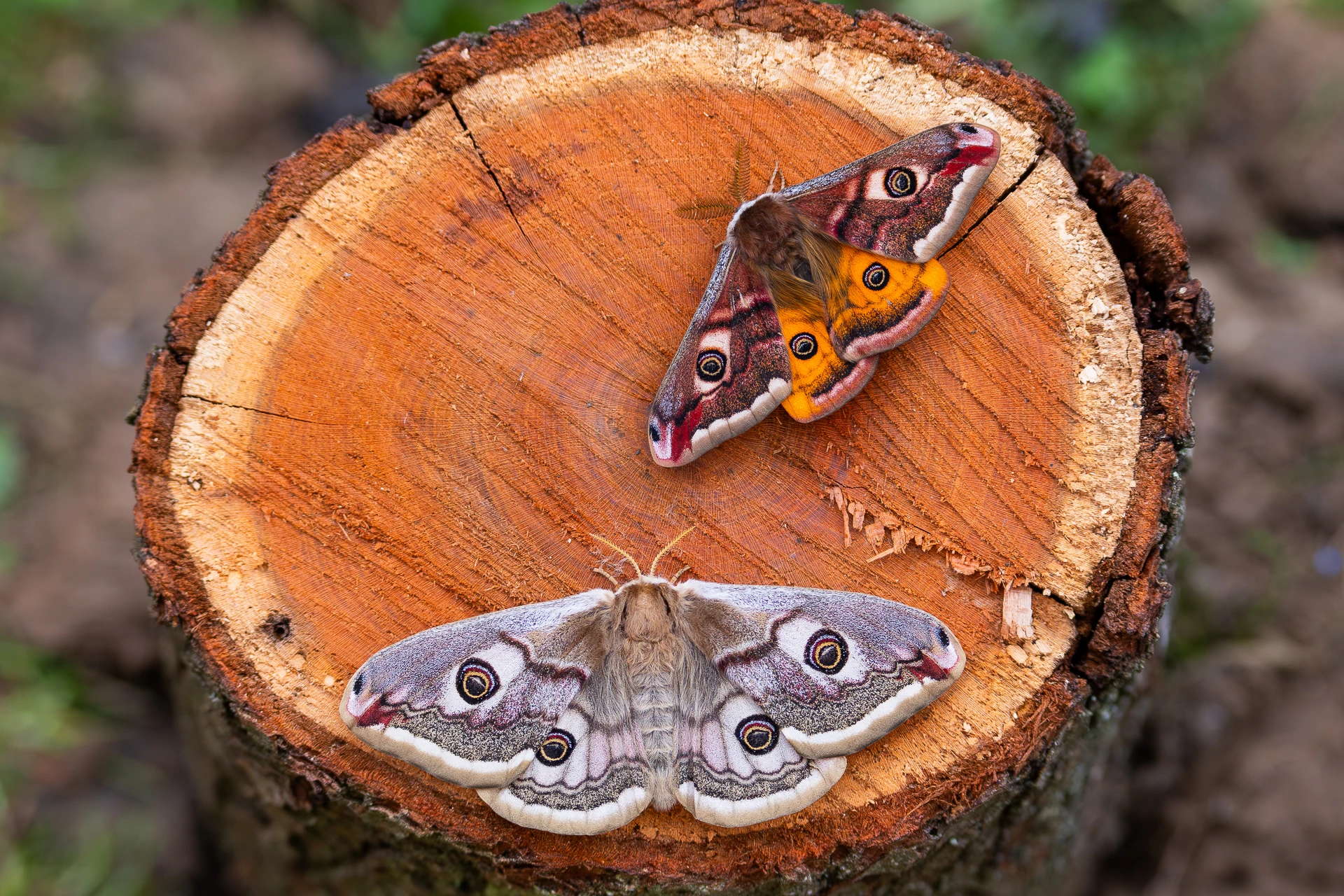 Martináče podobný - kokony
