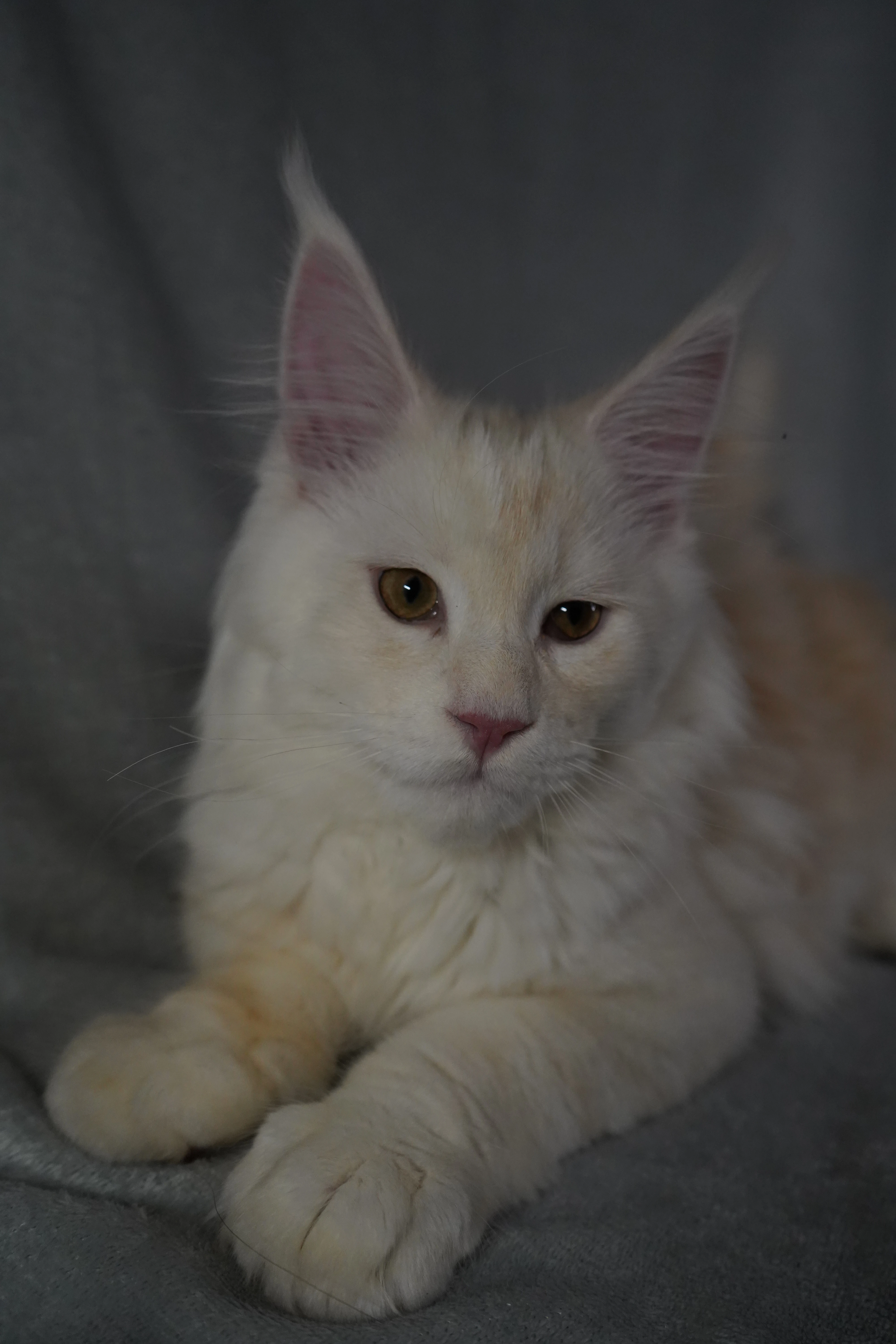 Nabízíme k prodeji mainské mývalí kotě z PP