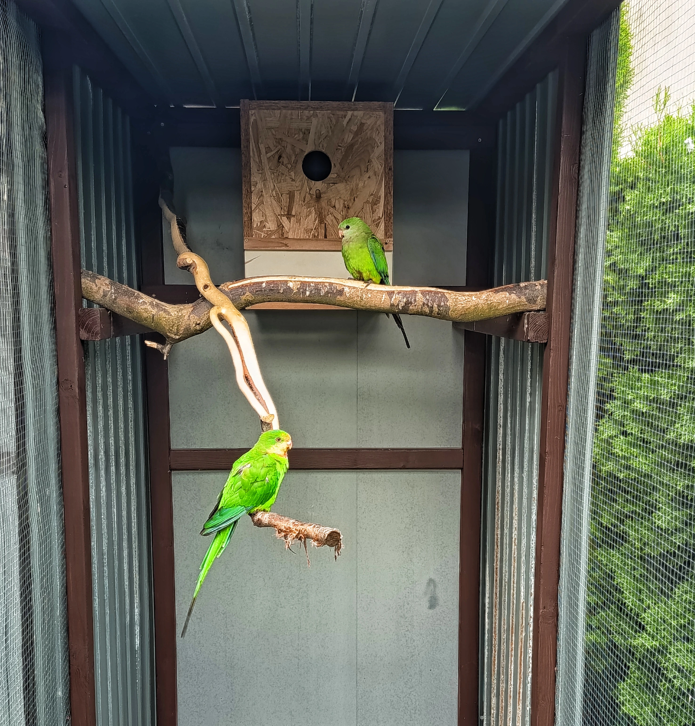 Papoušek nádherný