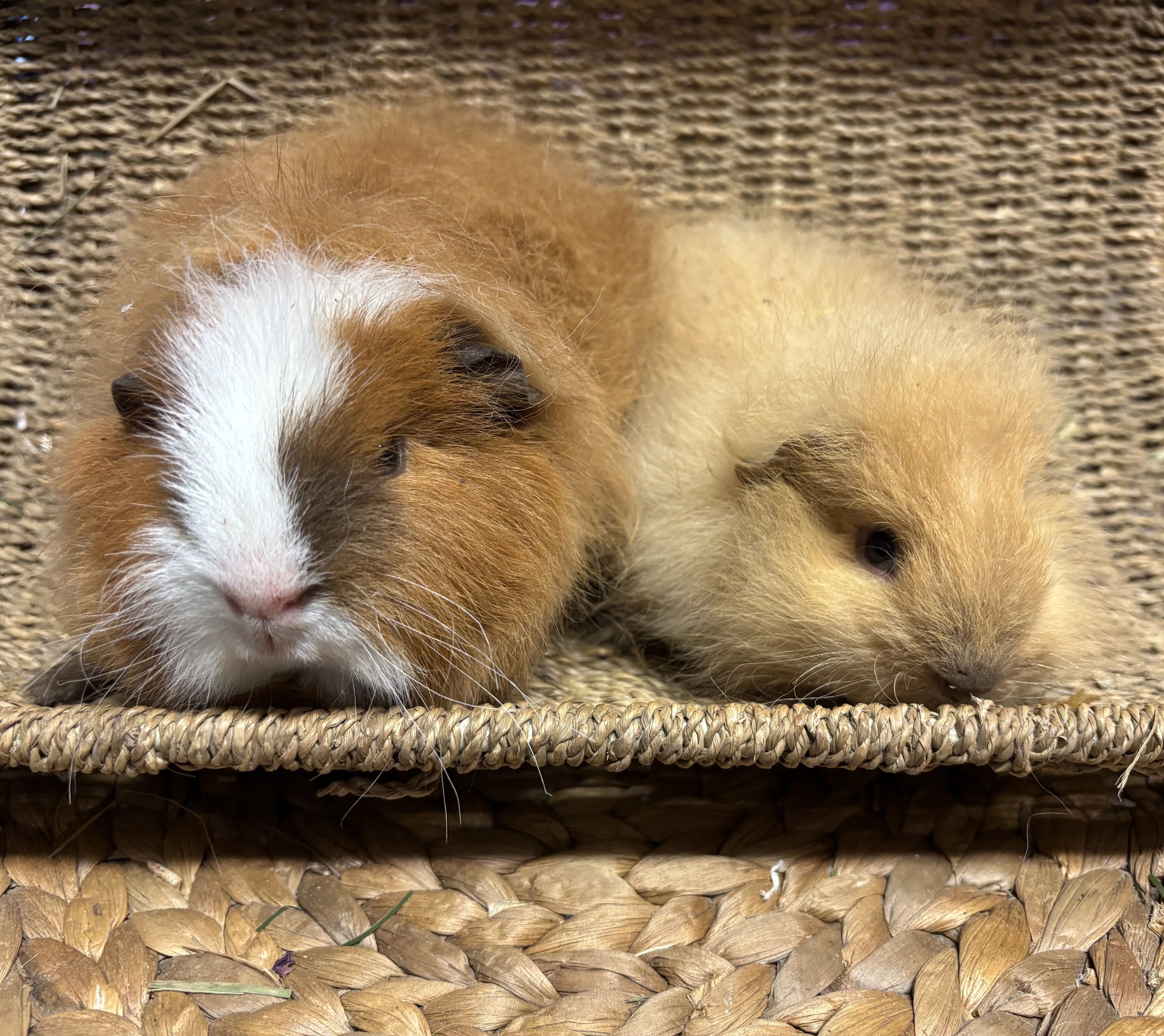 Morčátka s průkazem původu