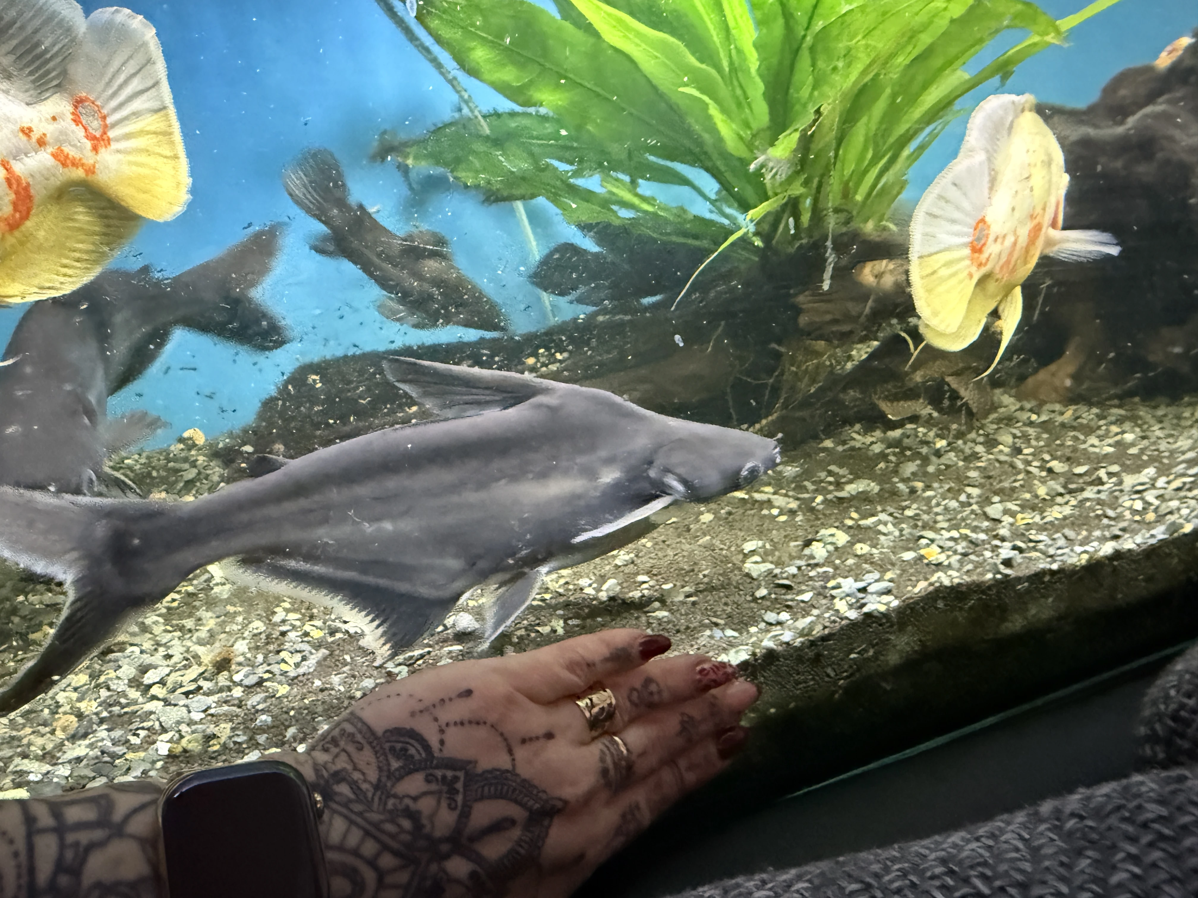 Pangasius spodnooký (Pangasianodon hypophthalmus, „sumeček žraločí“)