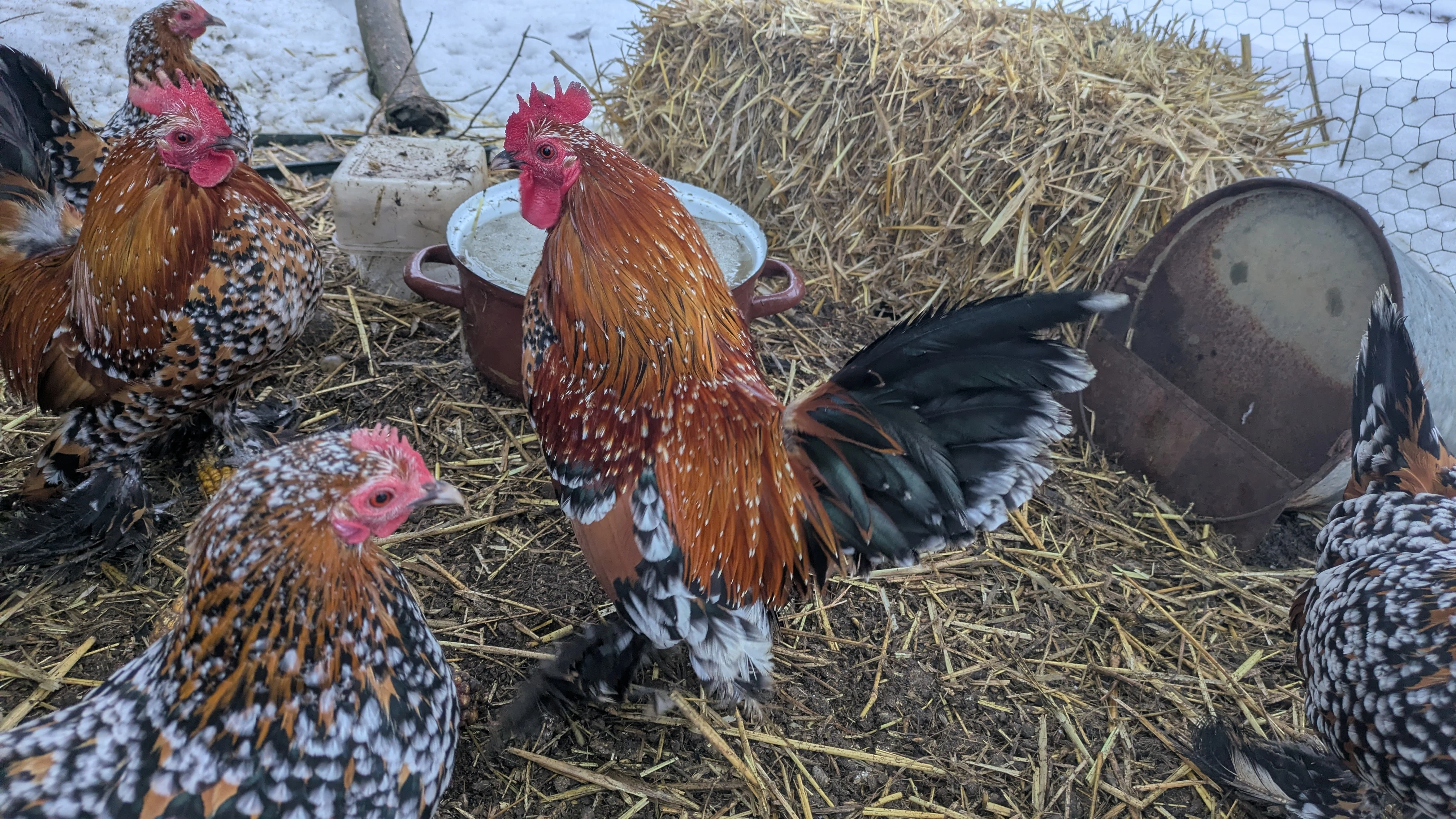 Kohout pl. rousná zakrslá porcelánová