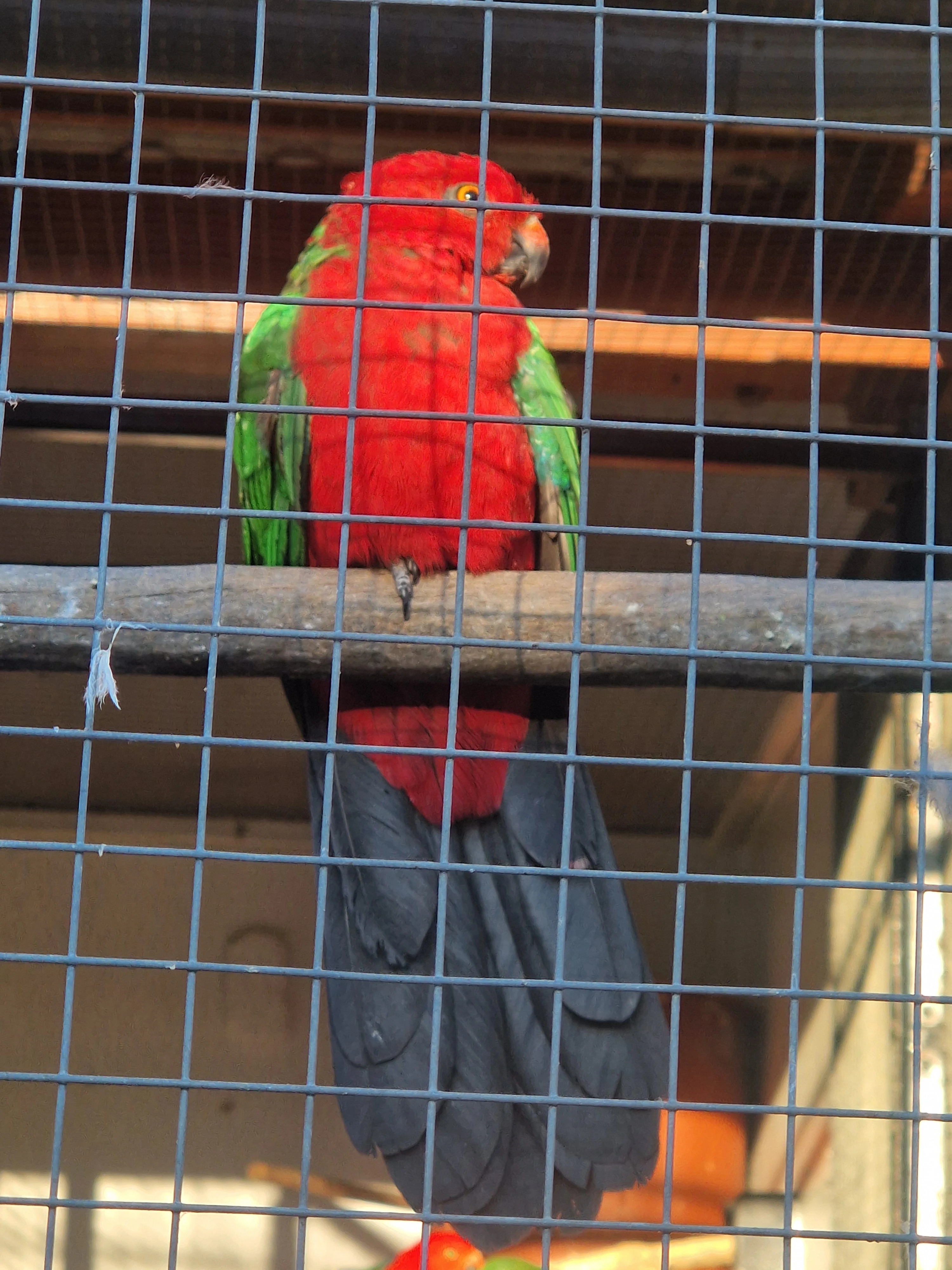 Papoušek karmínový