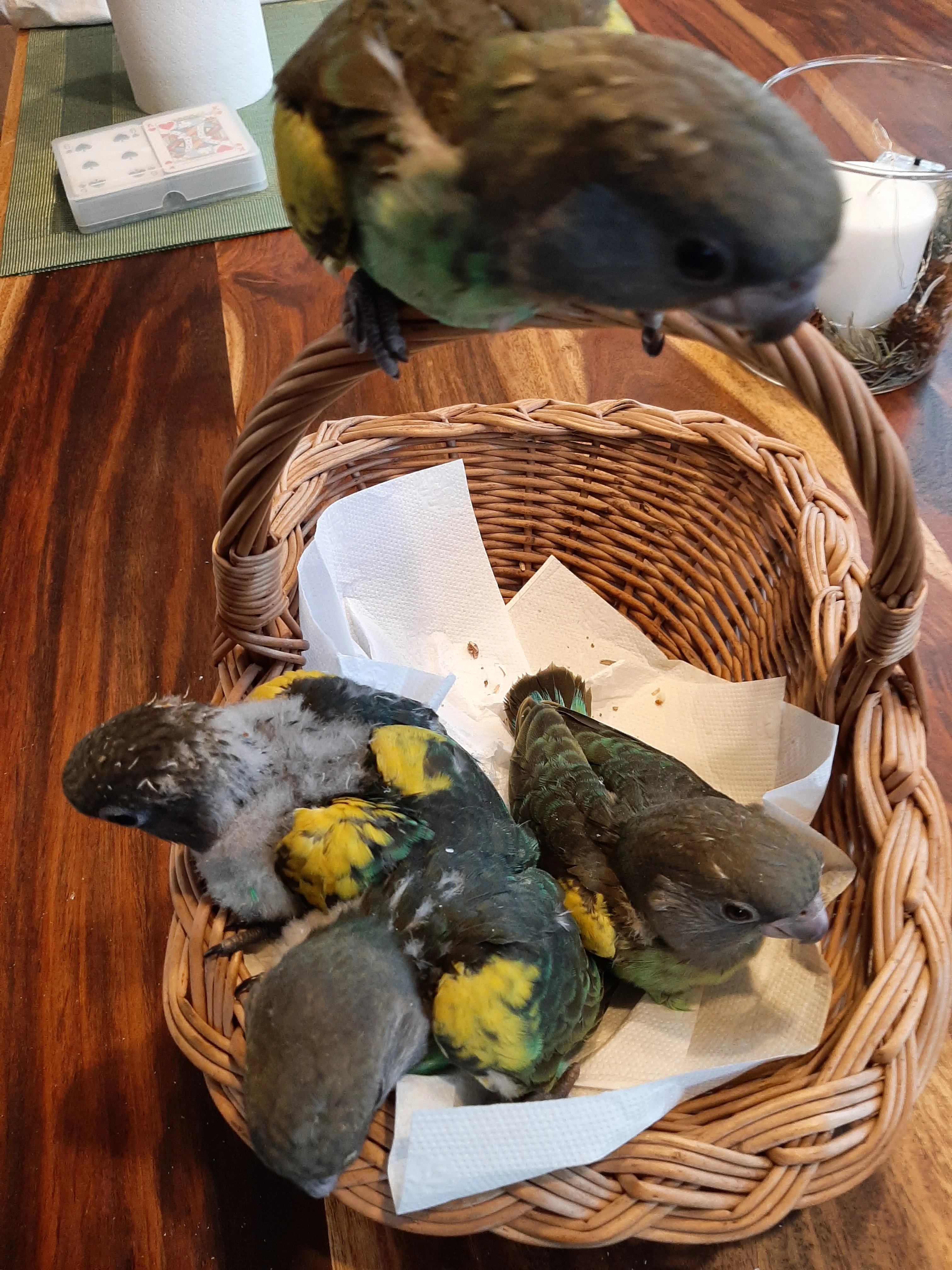 Ručně dokrmená mláďata