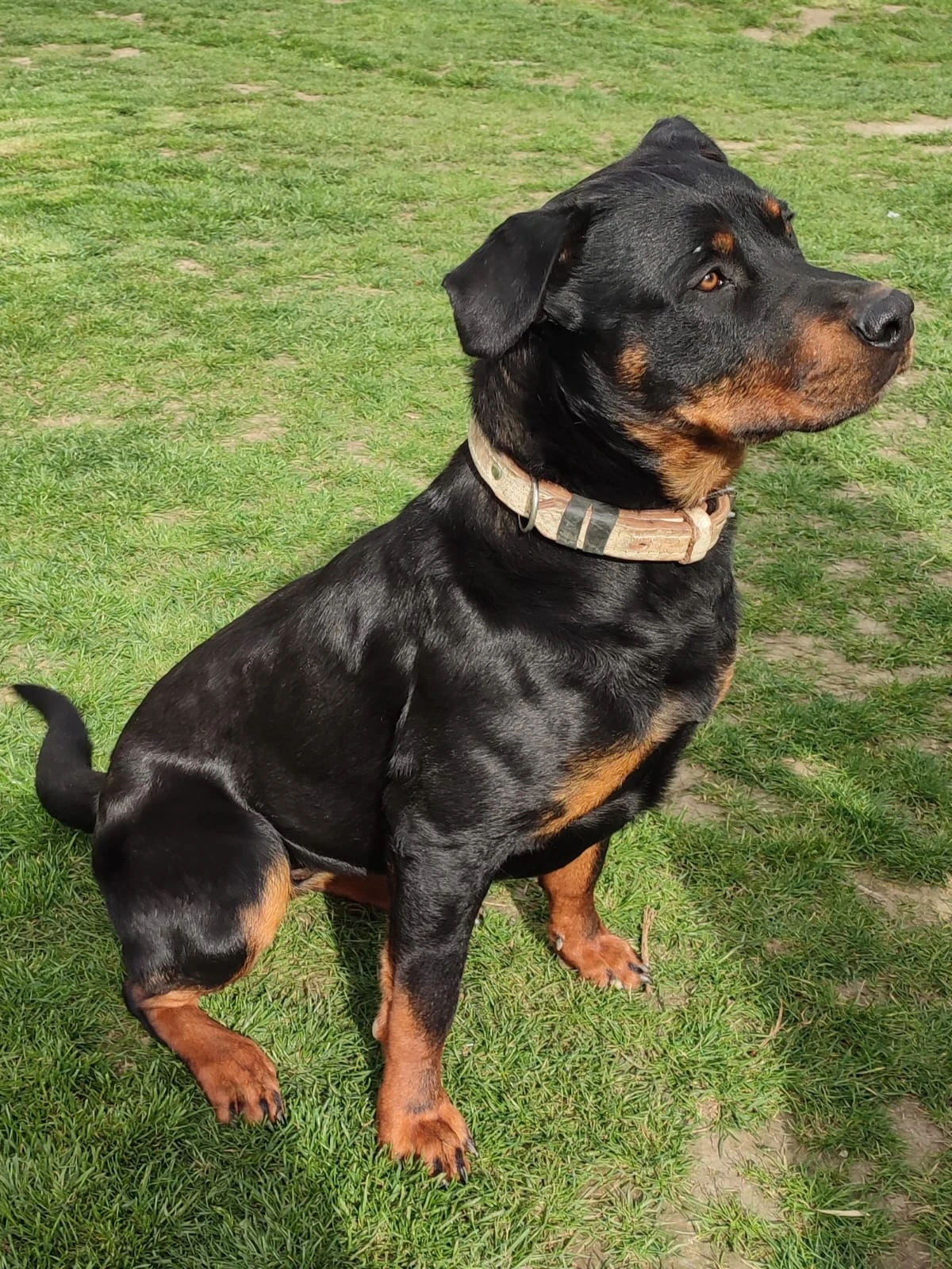 Daruji fenku rotwajlera