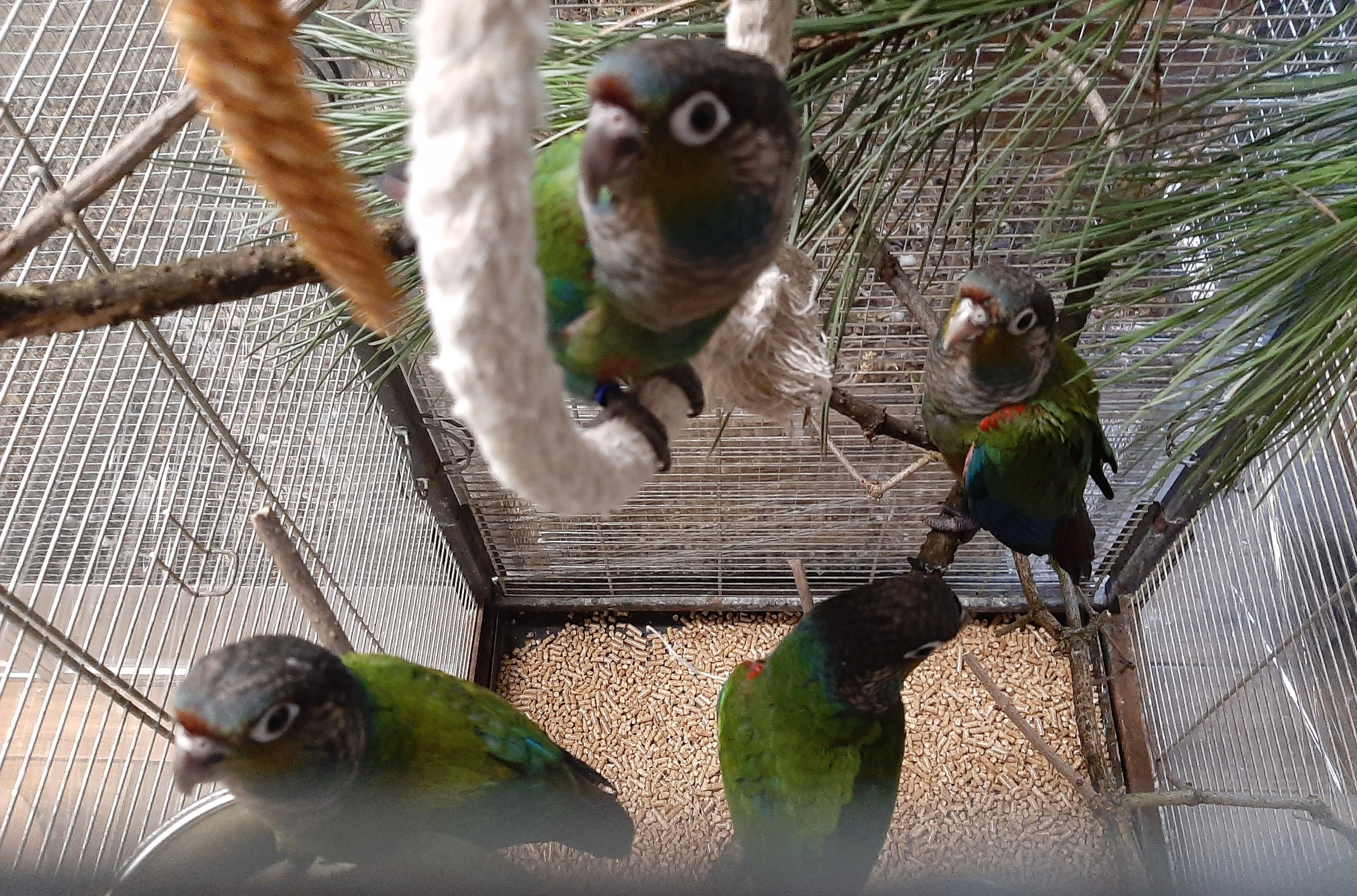 Ručně dokrmená mláďata