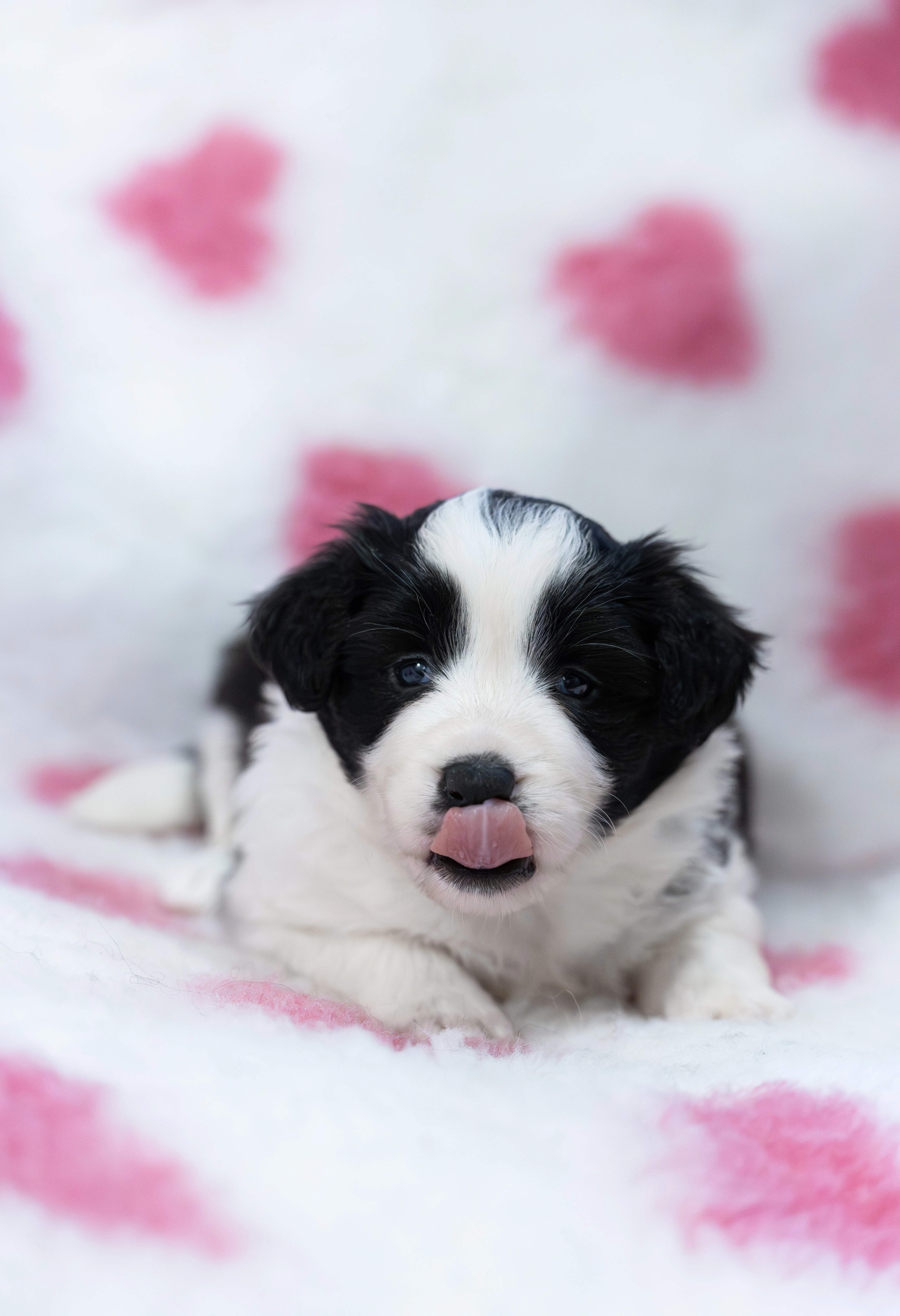 Border Kolie s průkazem původu - fenečky a pejsek
