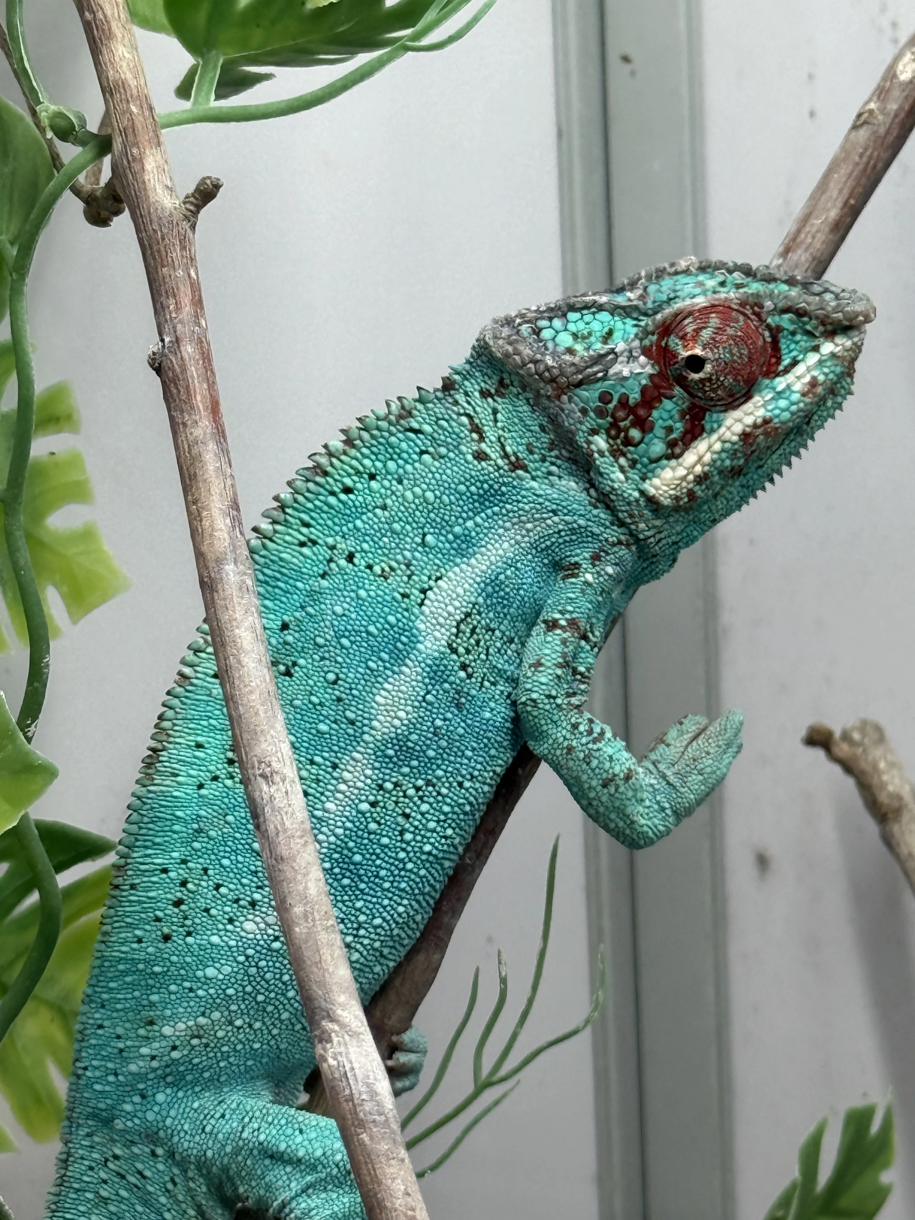 Prodam chameleon pardalis oblast Nosy be