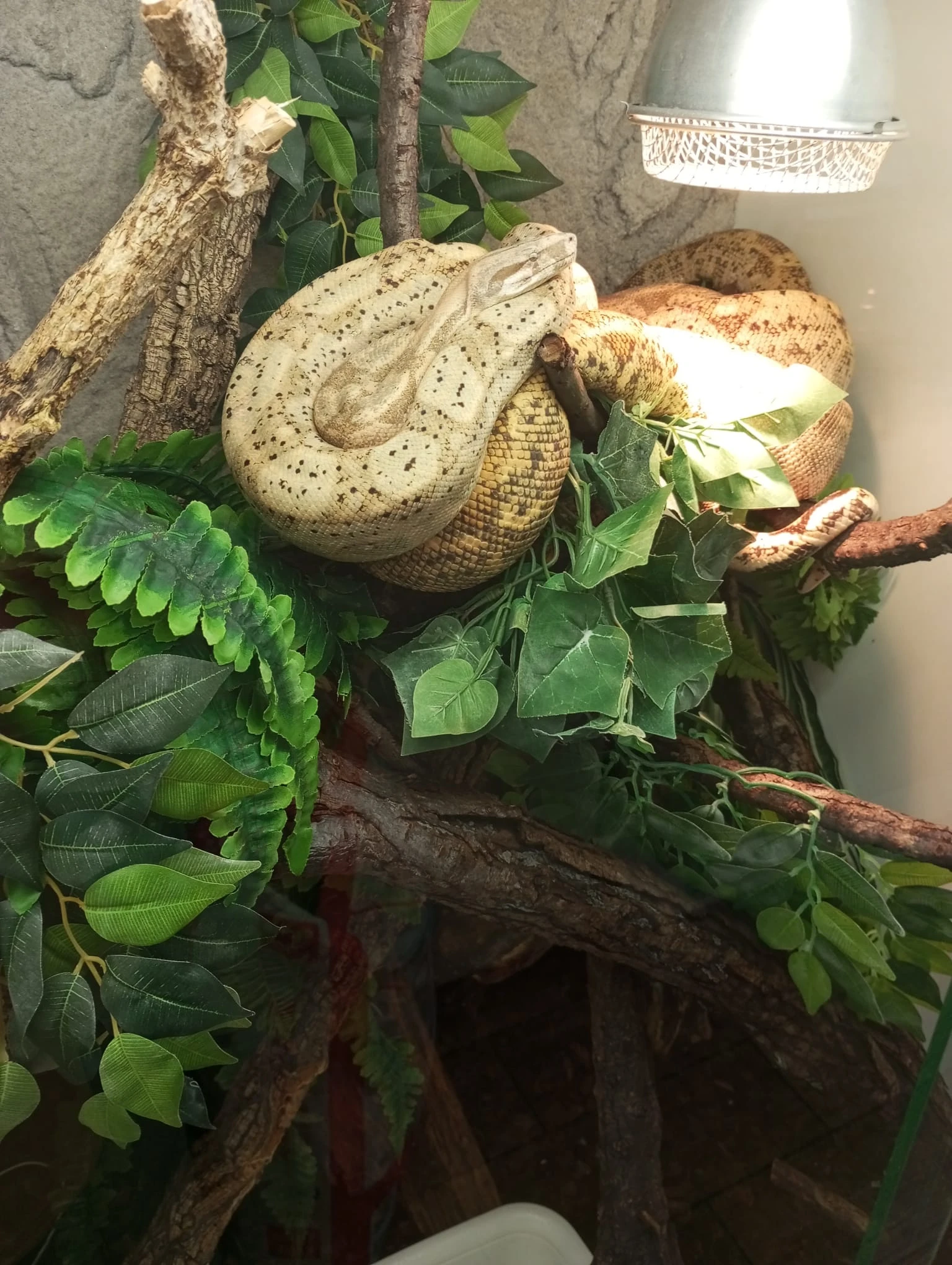 Prodám mláďata Hog island boa 0,0,11