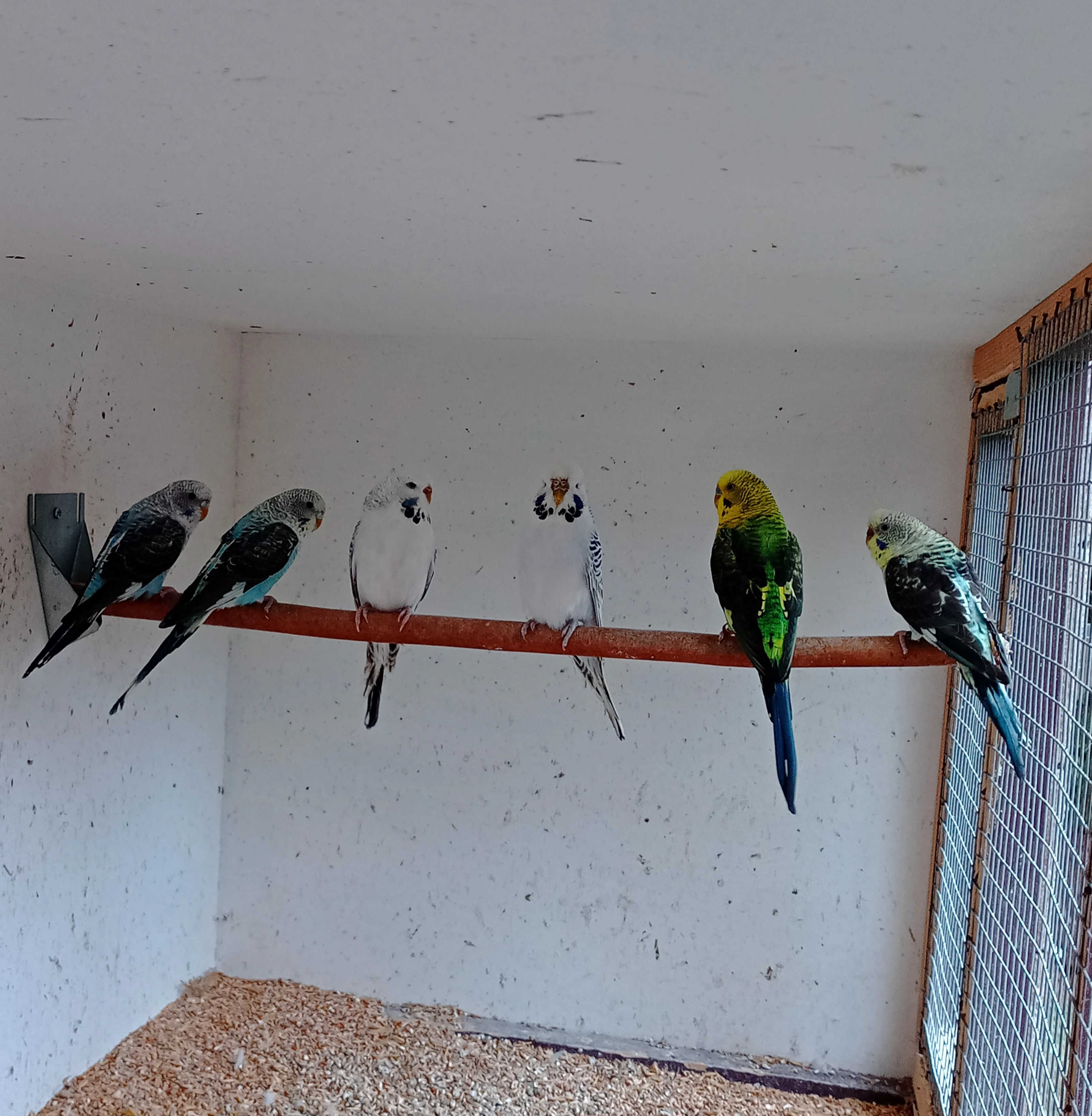 Andulky vlnkované mutace blackwing 1.3