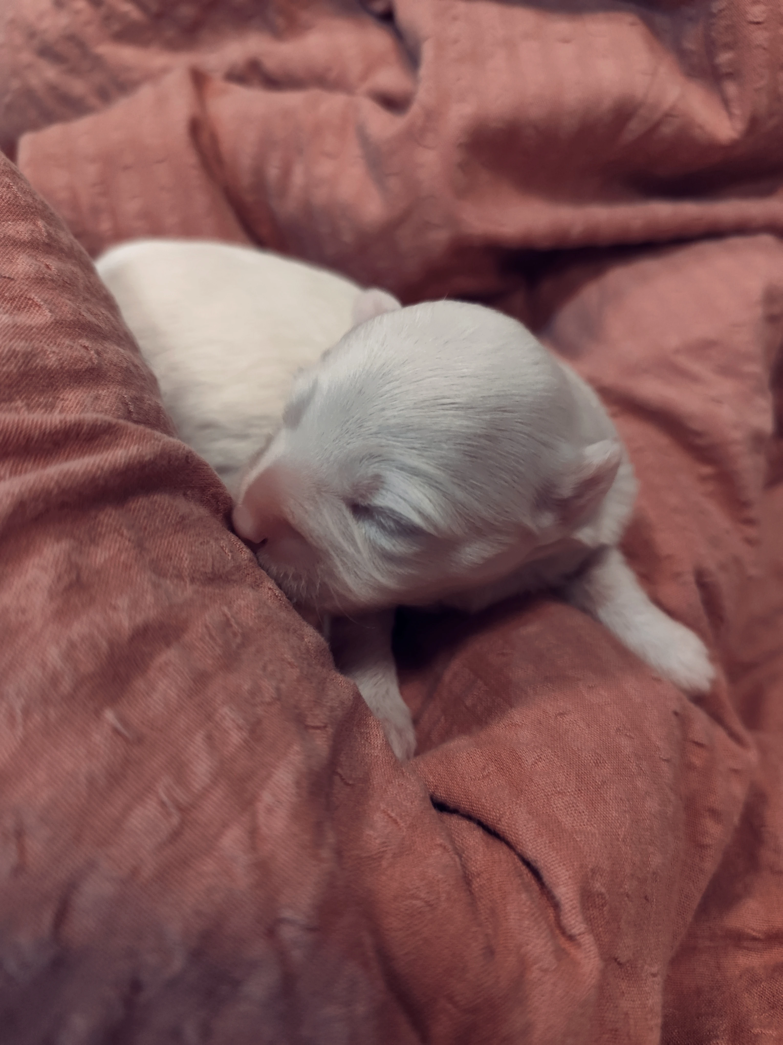 Coton de Tuléar Štěňata s PP / pejsek