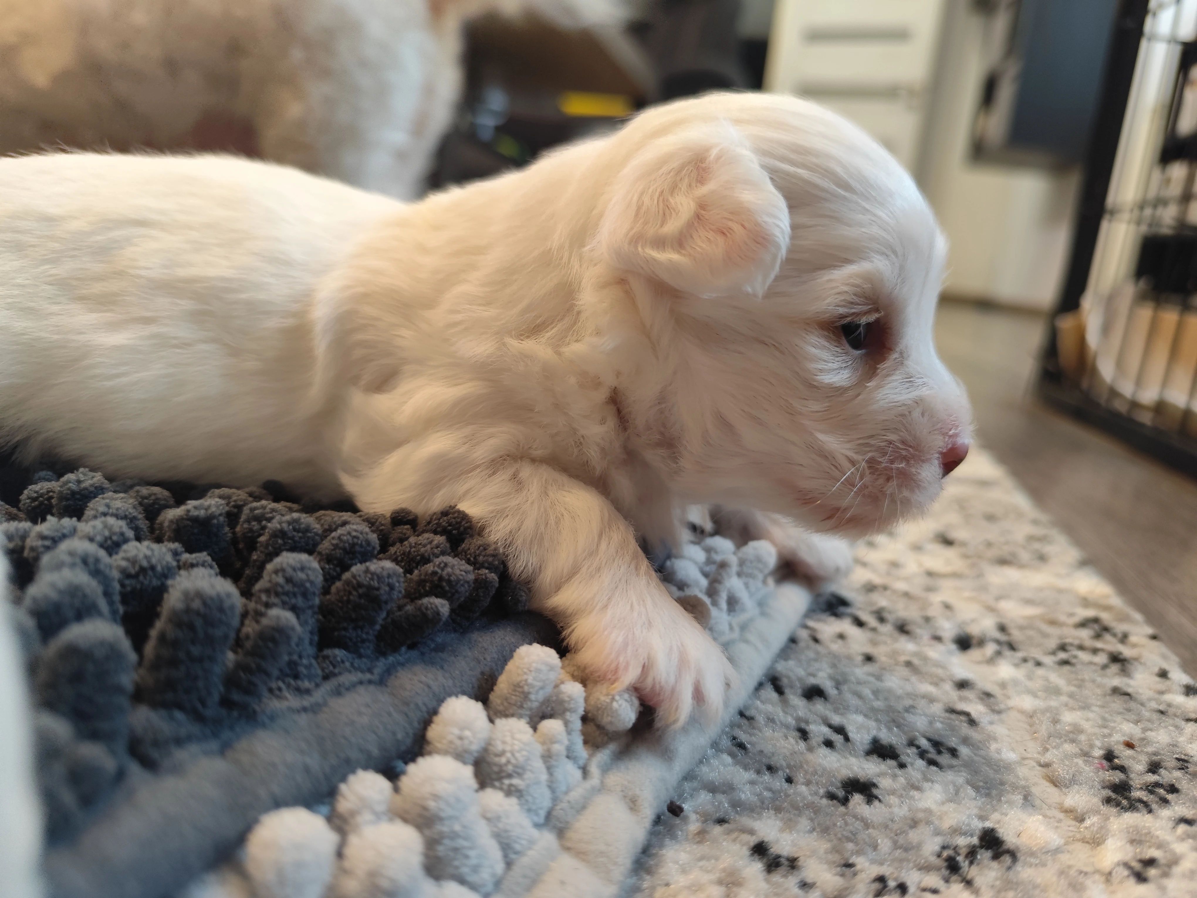 Coton de Tuléar Štěňata s PP / pejsek