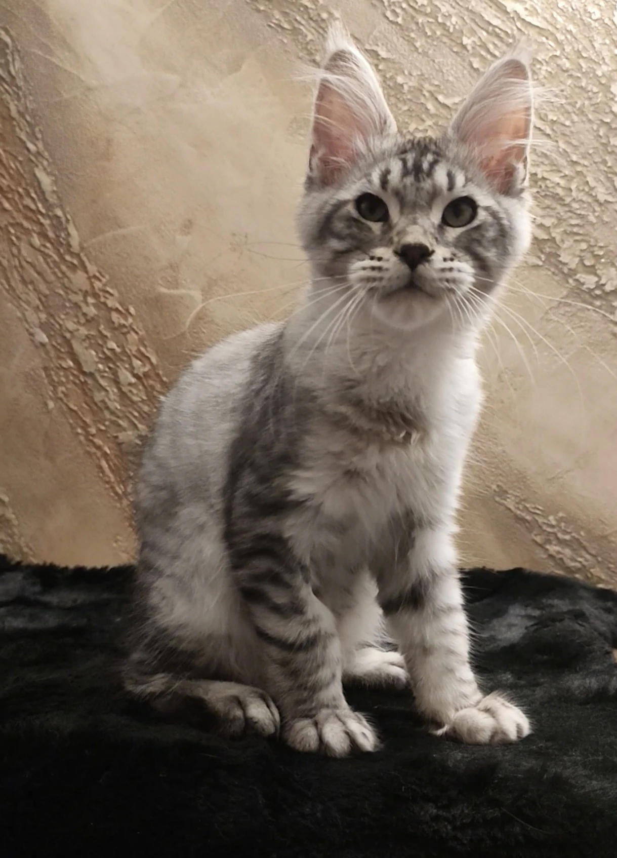 Kocourek mainský mývalí