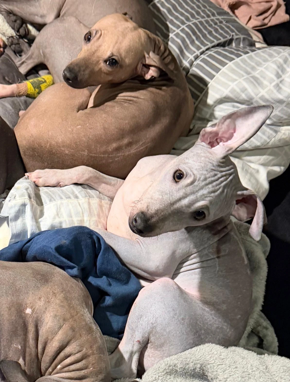 3,5 měsíční štěňě (pejsek) - americký bezsrstý teriér-modrý/šedo-bílý