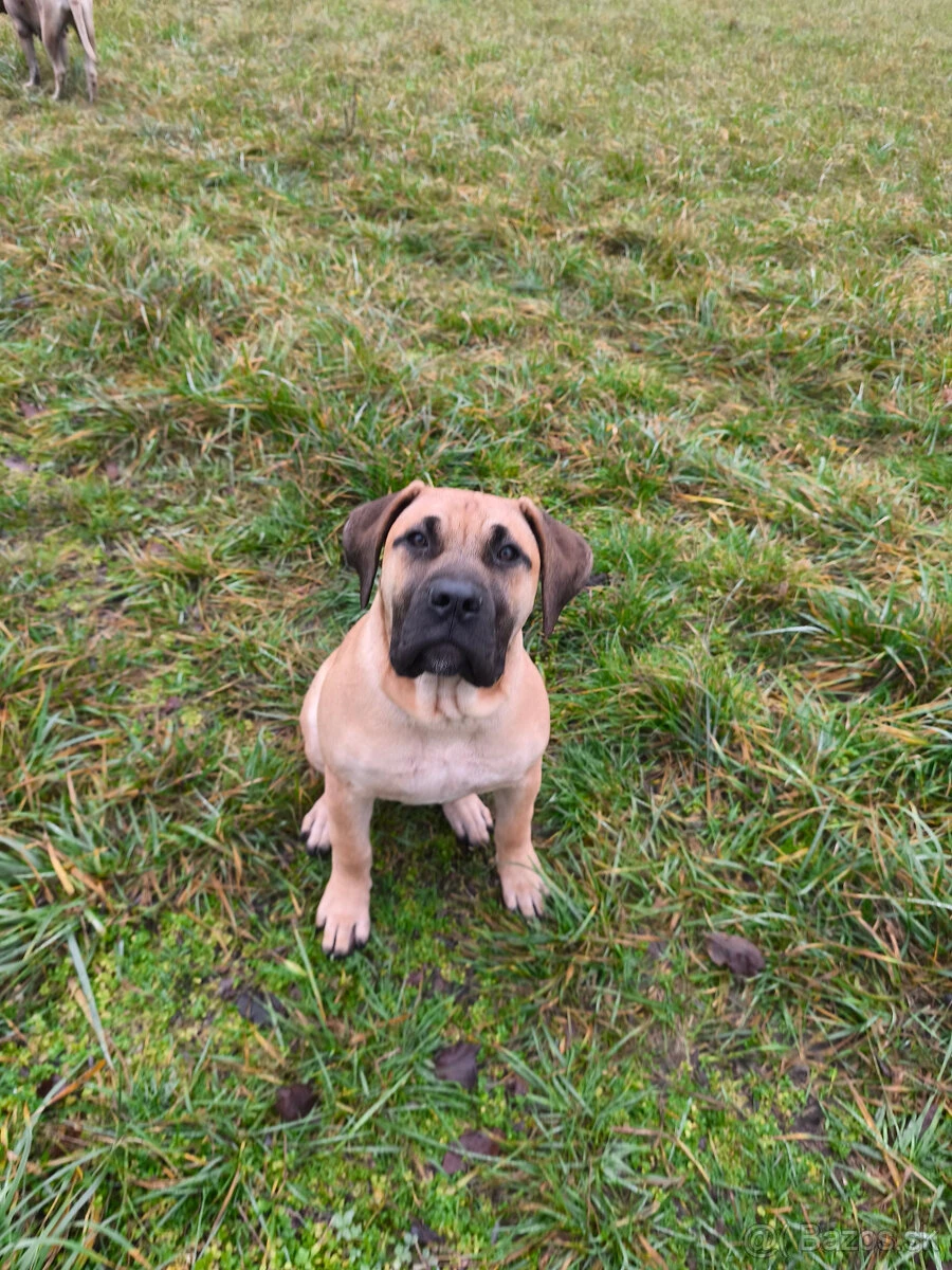 Kanárska doga (Presa Canario) – fenka s PP