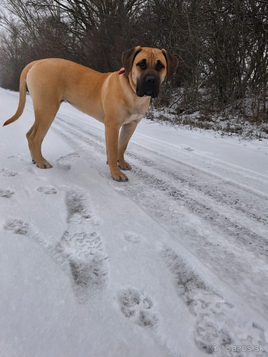 Kanárska doga (Presa Canario) – fenka s PP