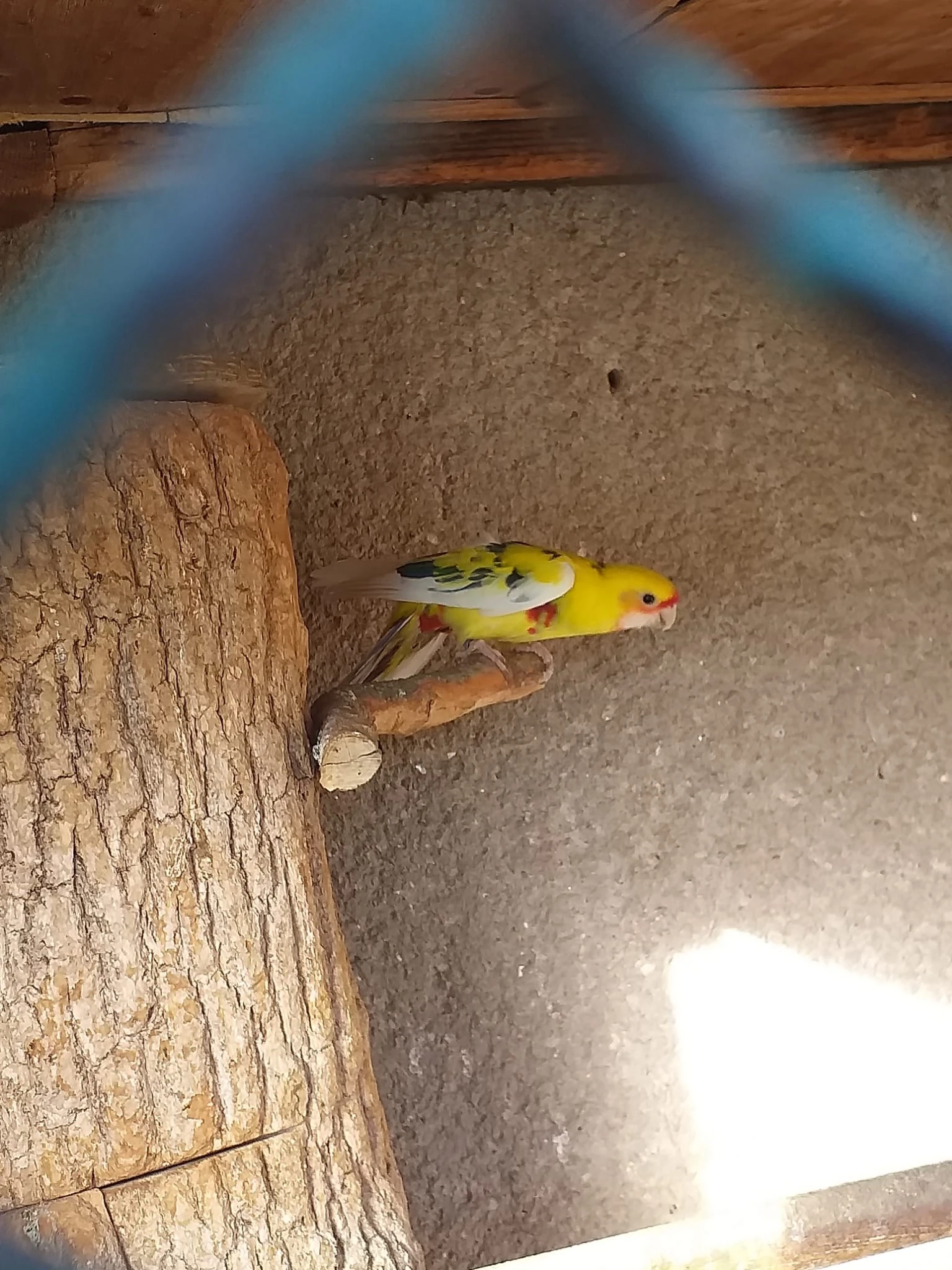 1.1. penant straka, chovný pár  3000,-Kč