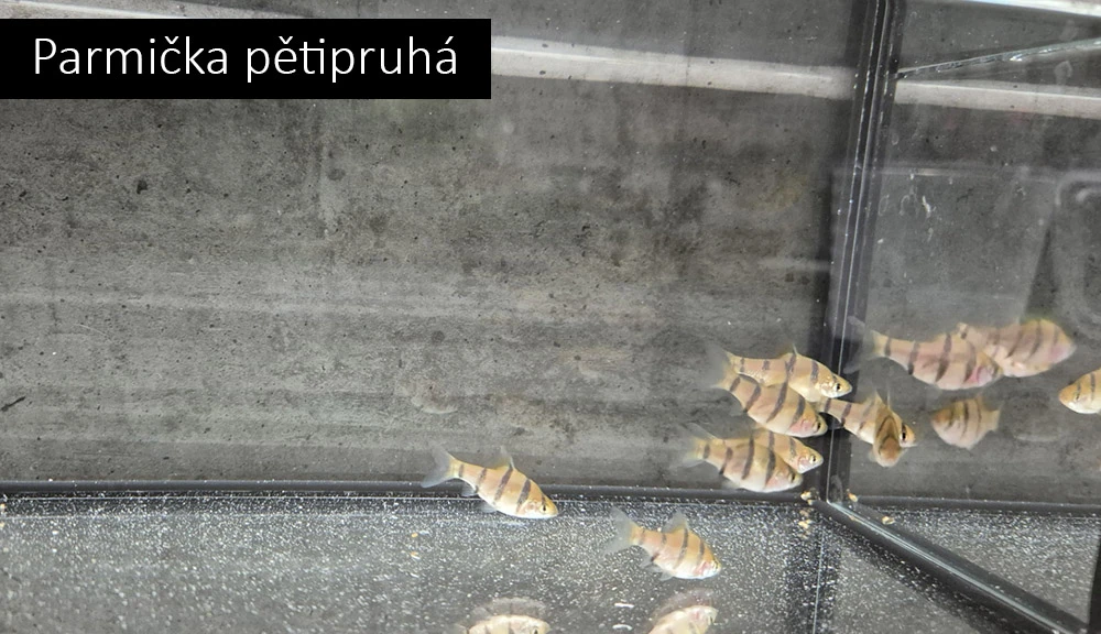 Parmičky, pancéřníčci, ancistrusi