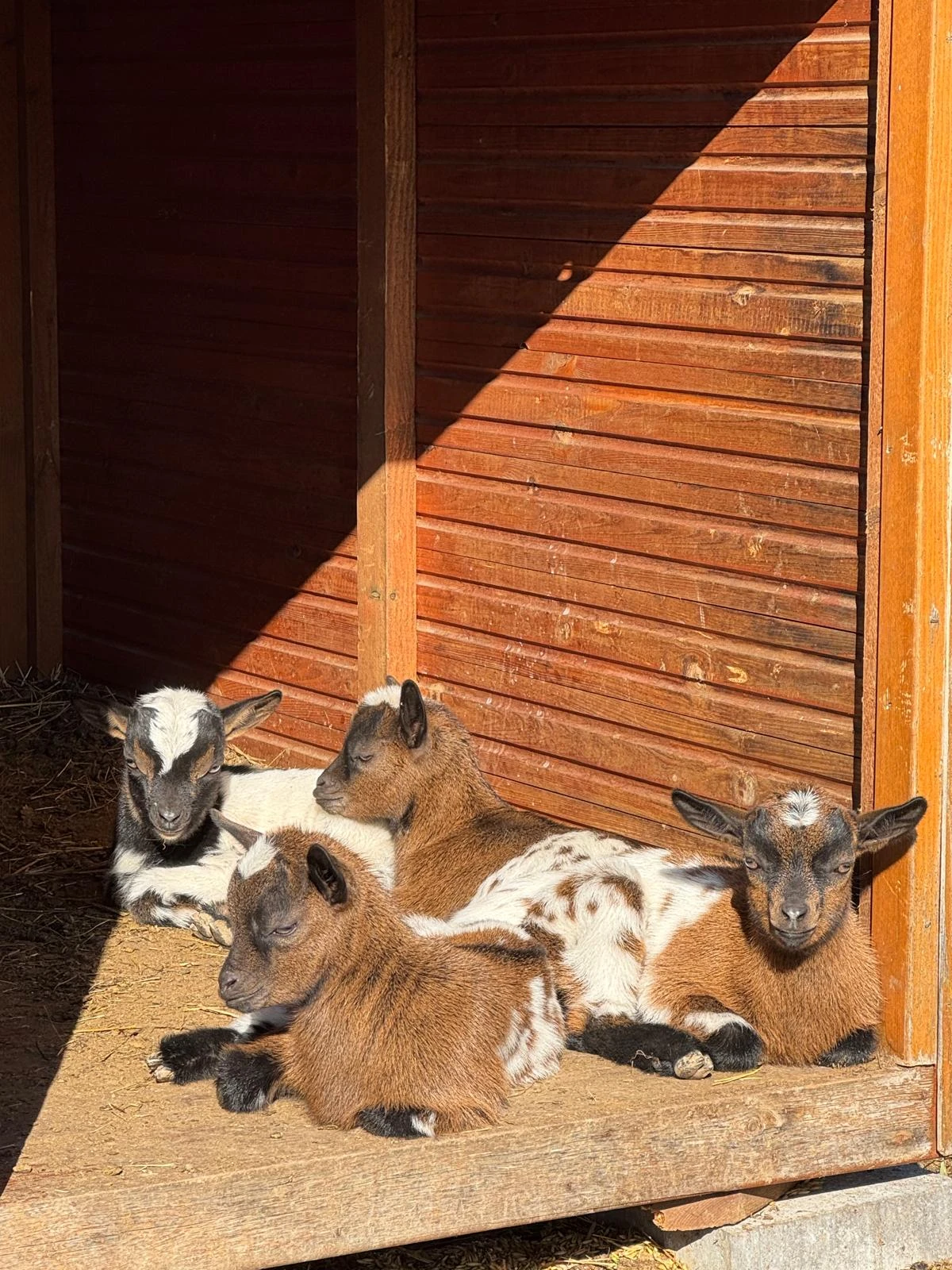 Rezervace zakrslých holandských kůzlat