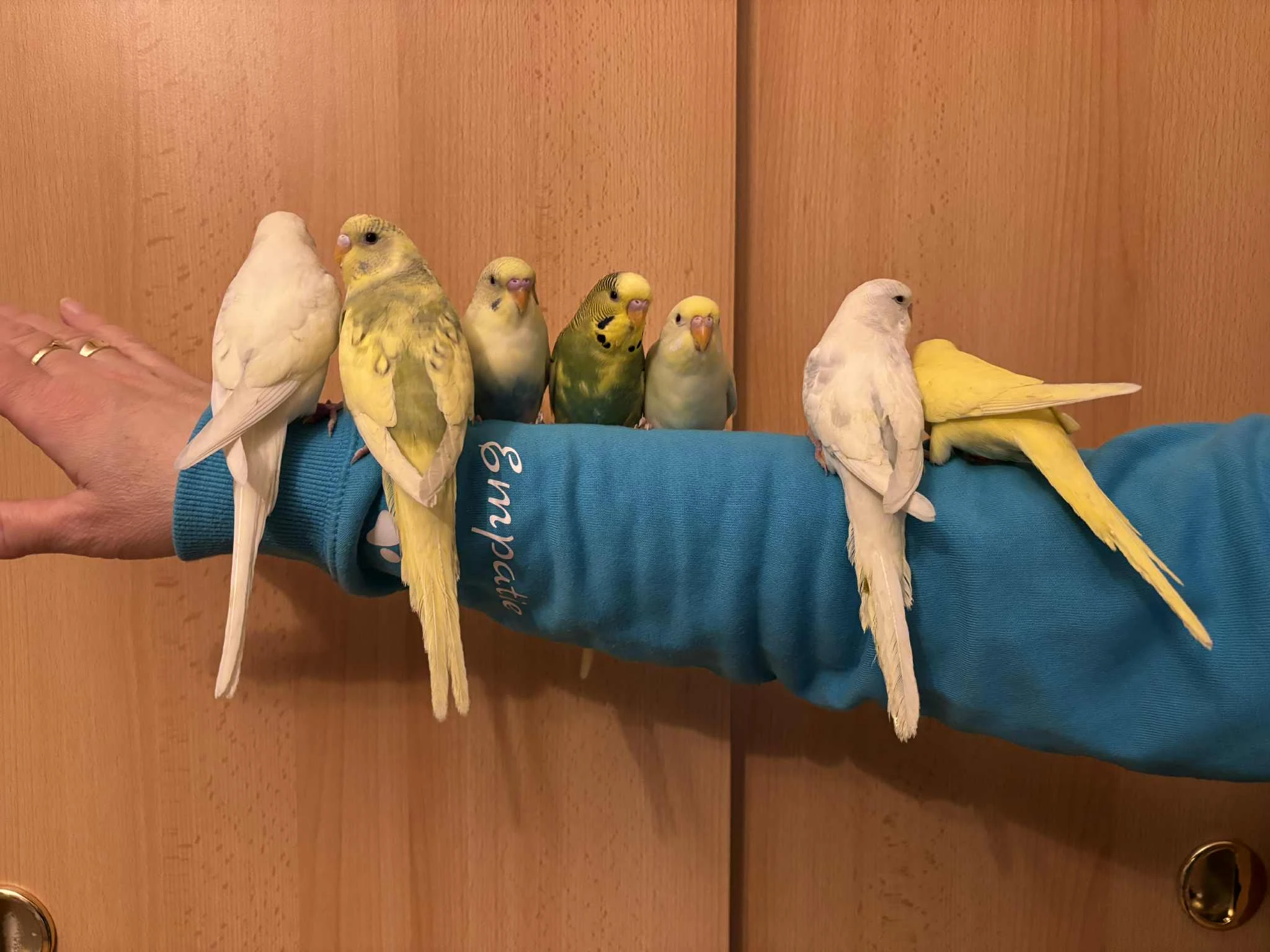 Prodám mladé andulky po vylétnutí z budky