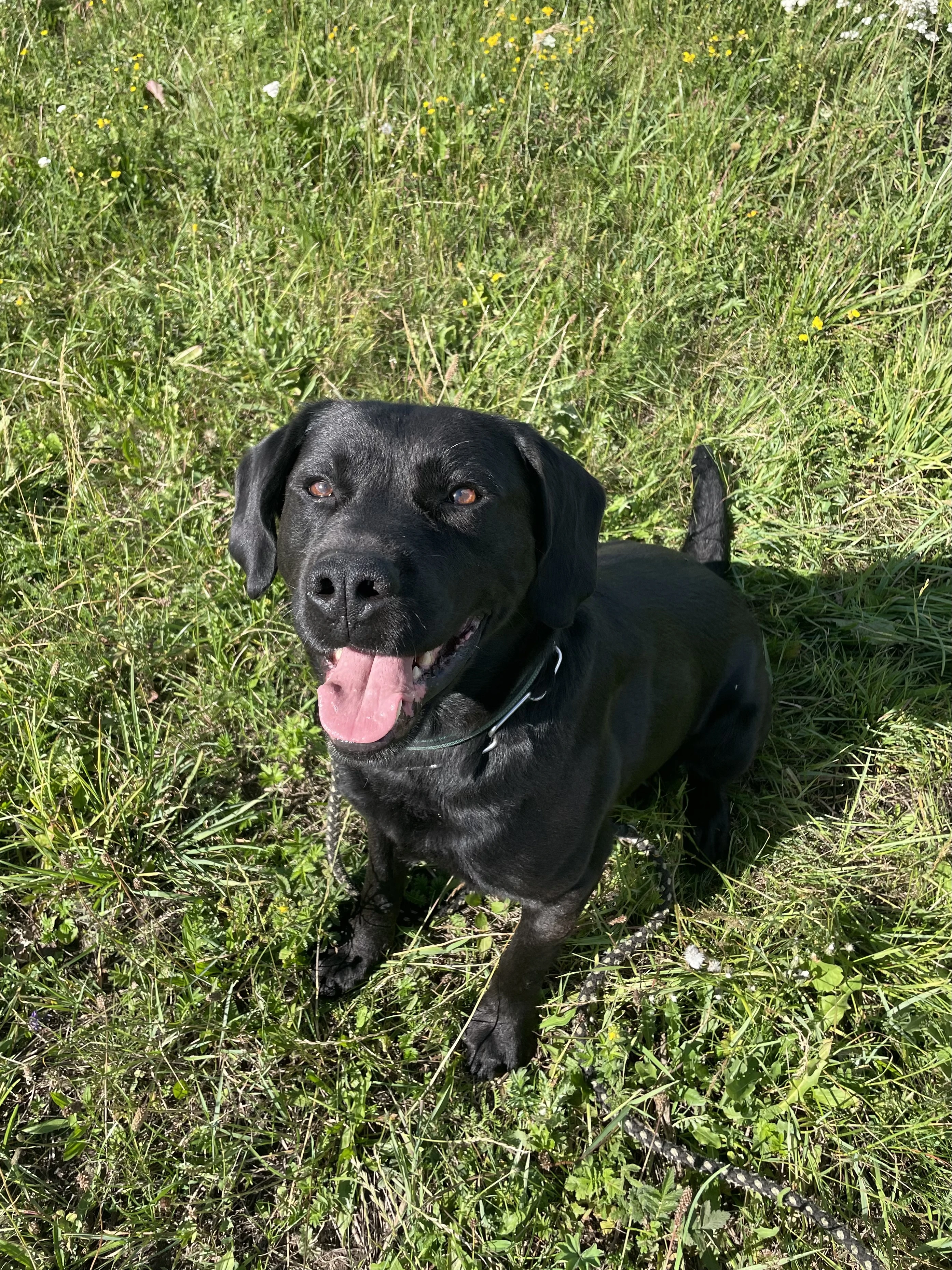 Daruji - Labradorský retrívr, samec, 9 let